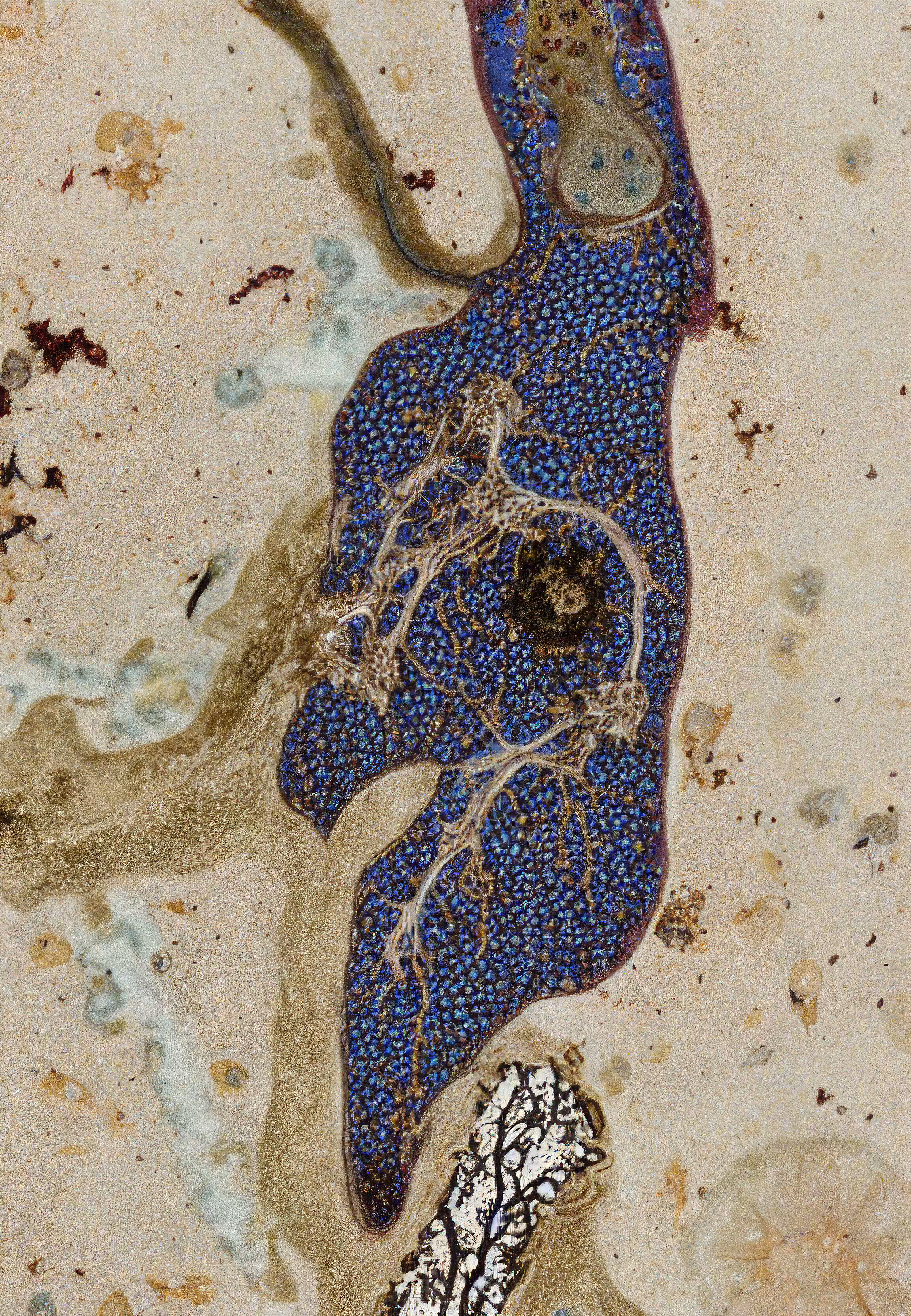 Histologia In Silico #229