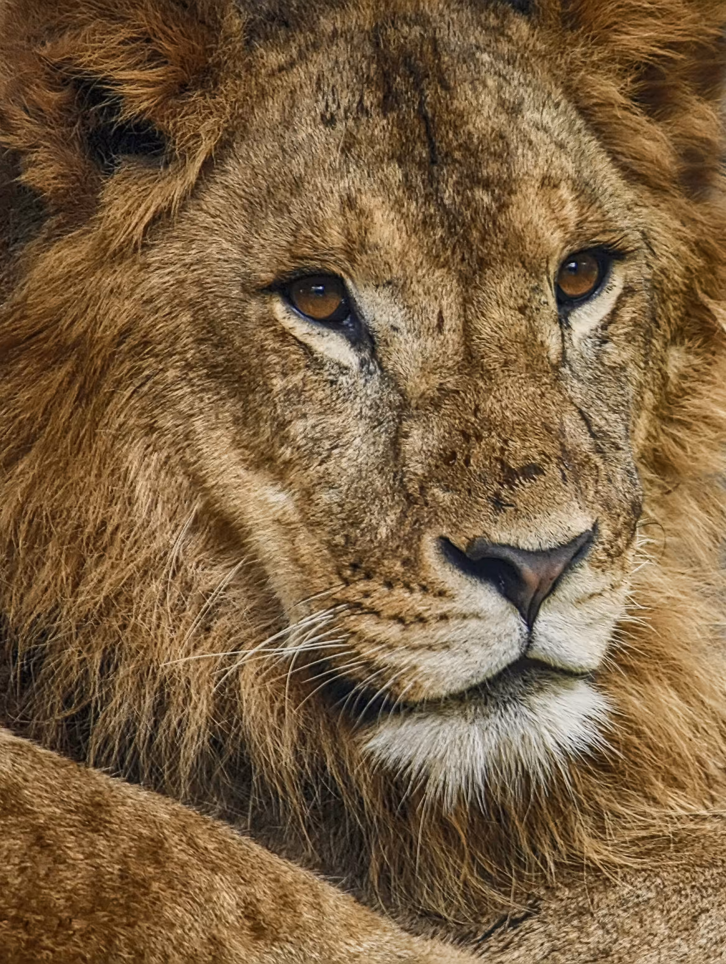 Lion King 