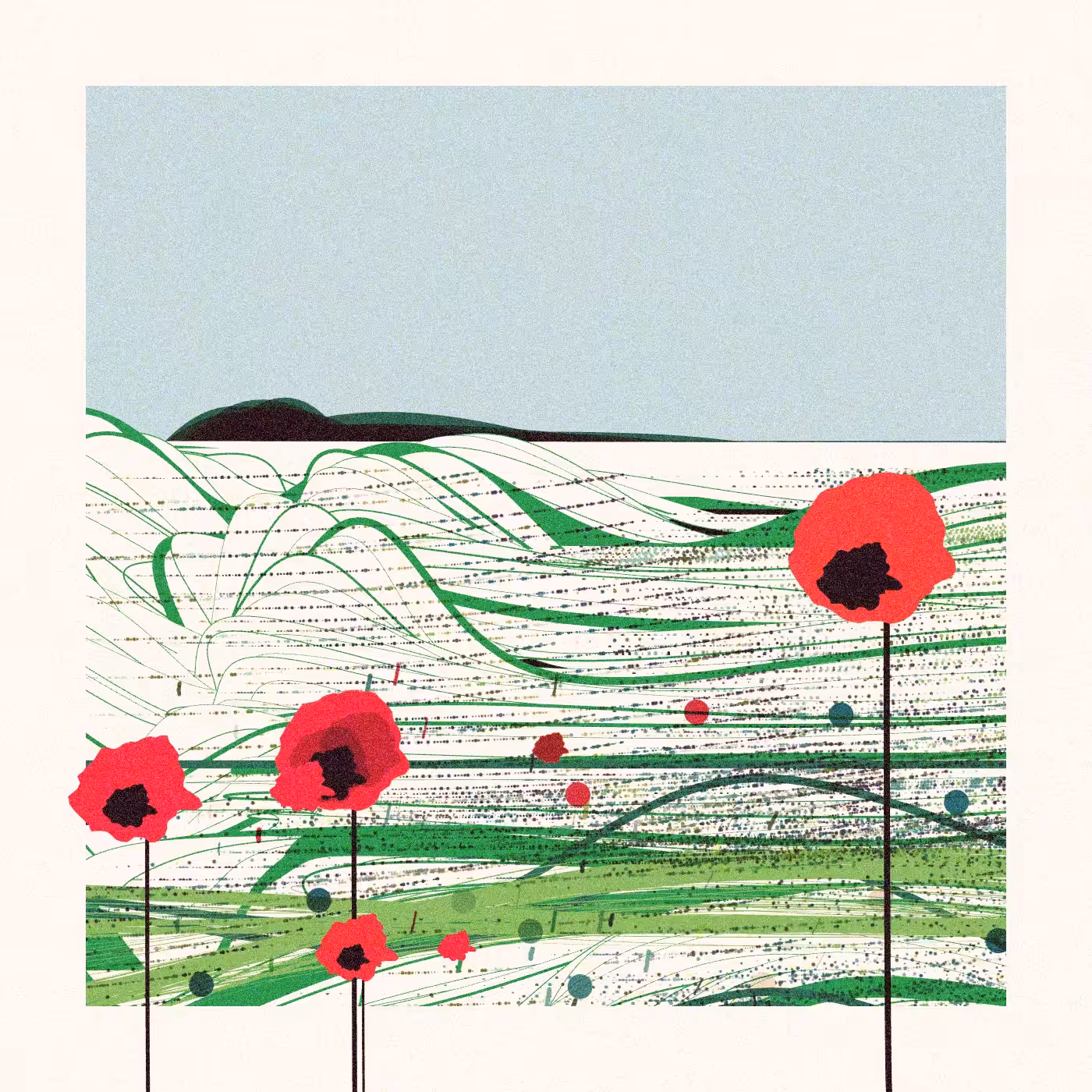 Poppies of Normandy