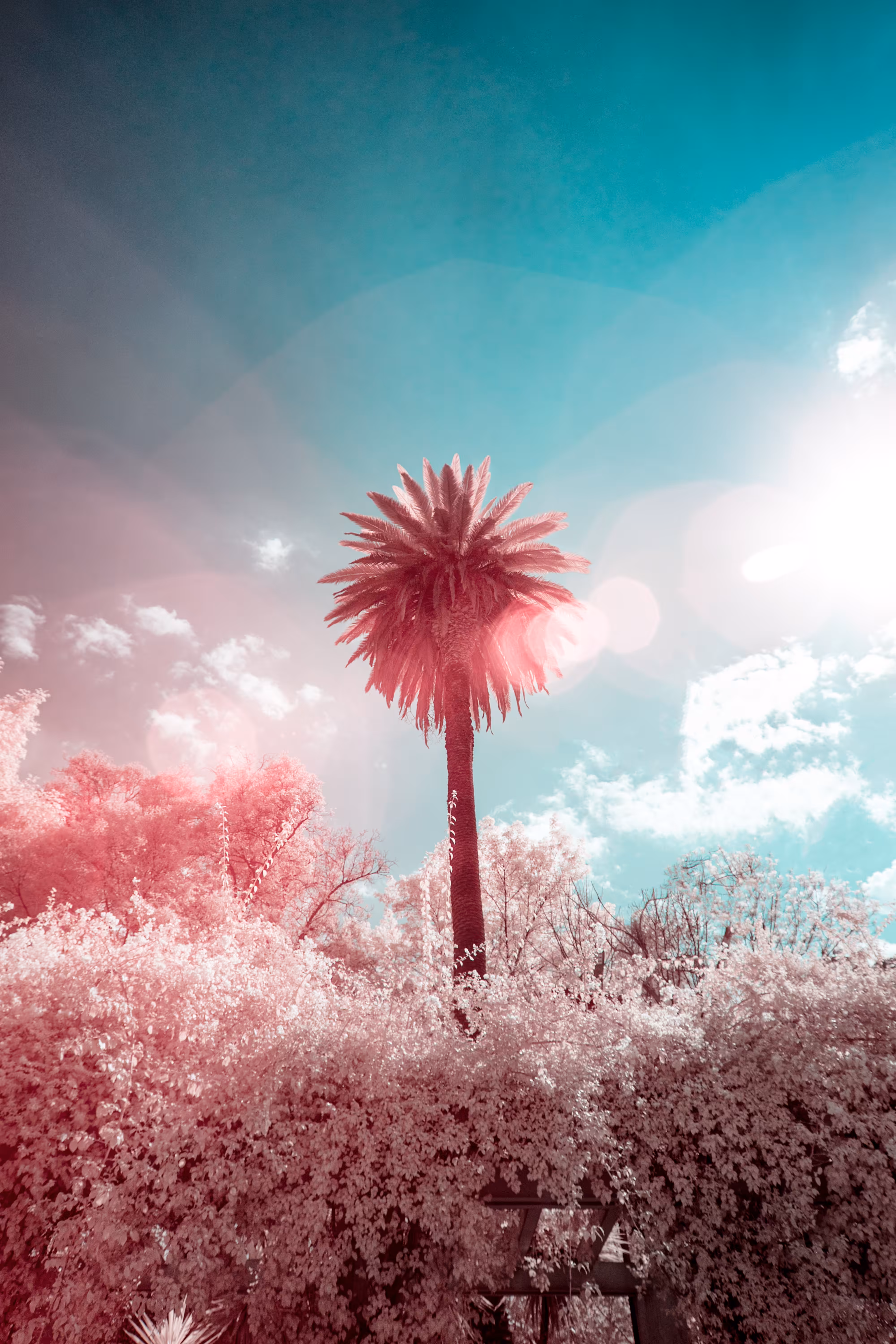 palmera