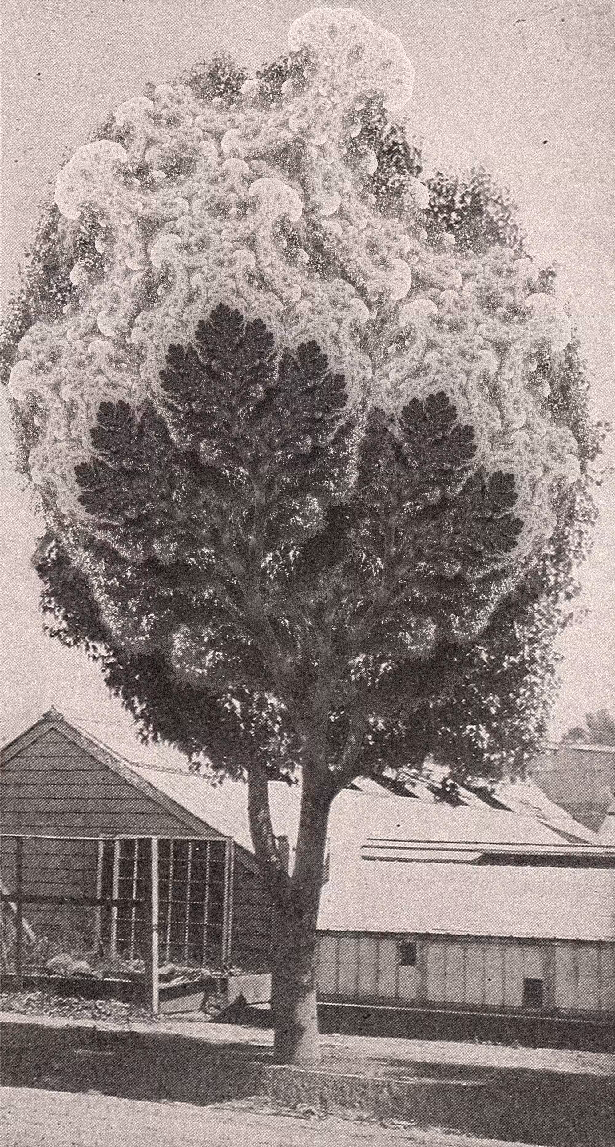 Newspaper Report On A Cursed Tree