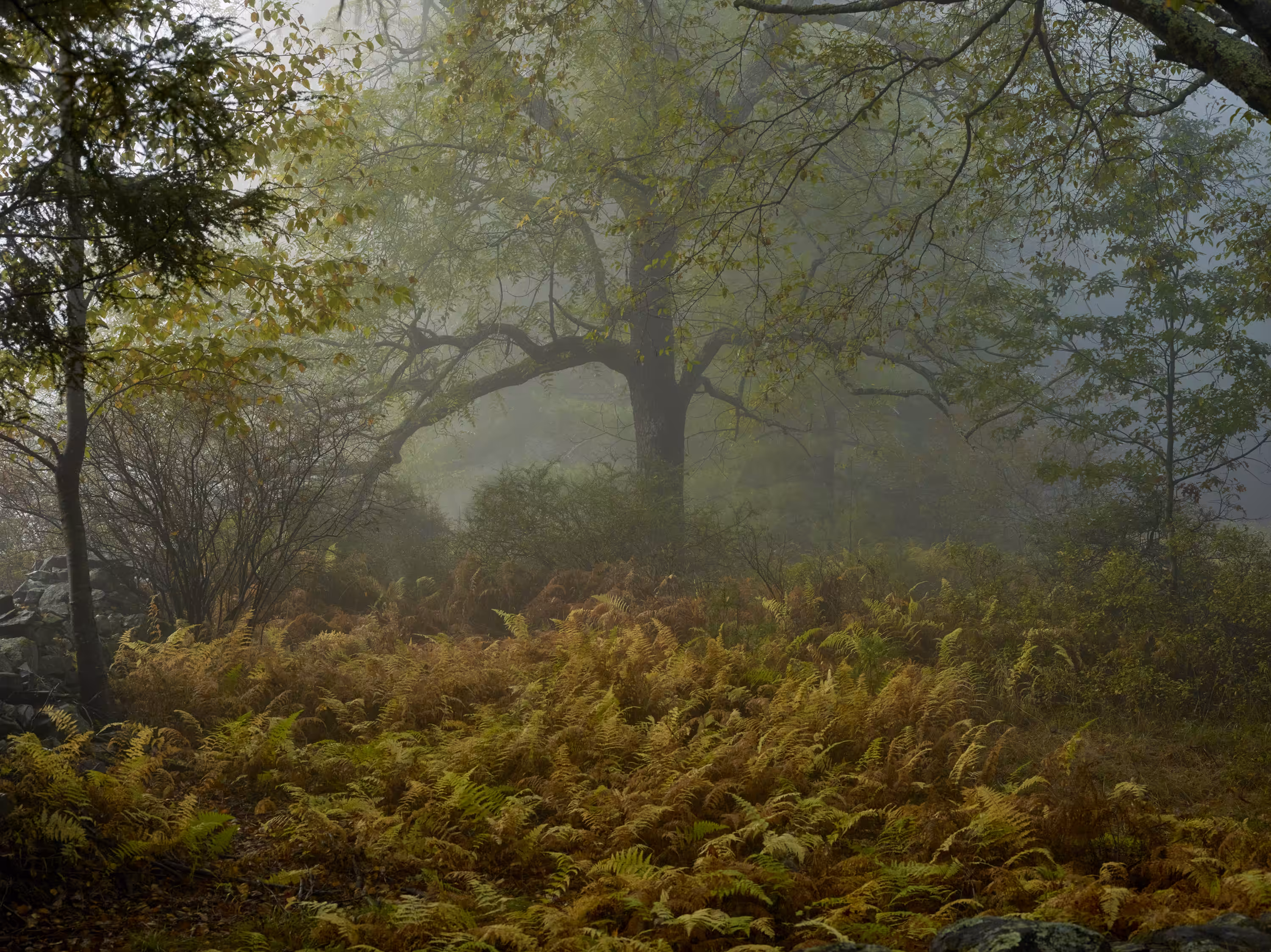 Lumberland / 20190927