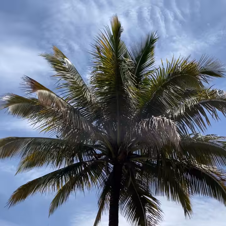 MOMENT #22 - Bird in palm tree.