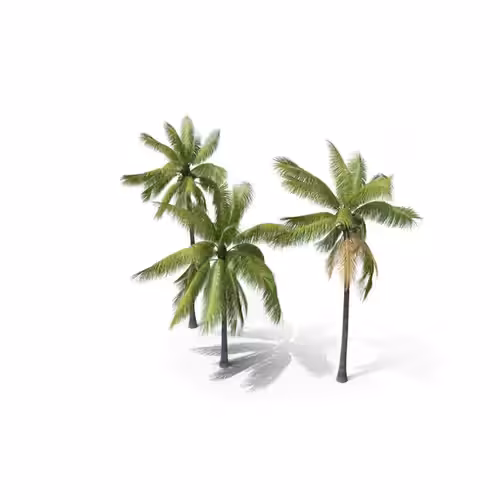 Your Tree I Palm Tree Cocos Nucifera