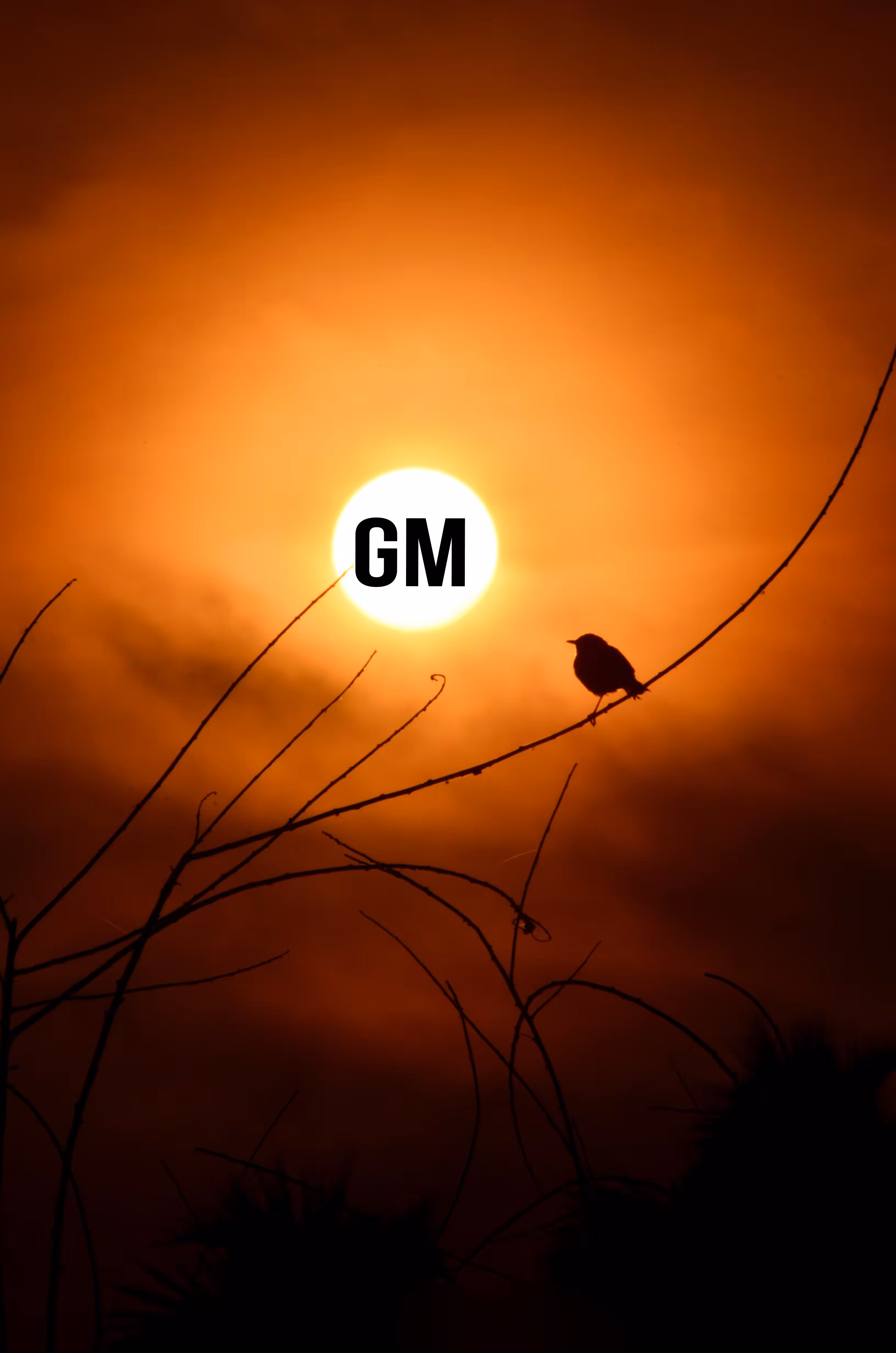 gm