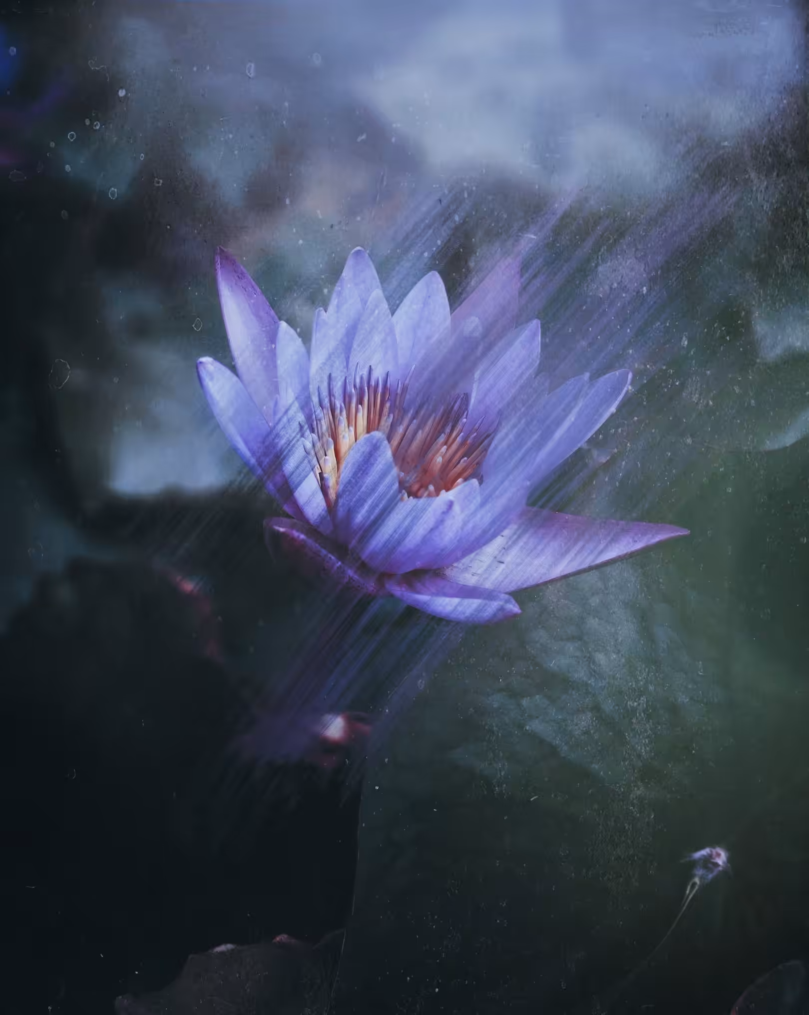 purple haze 
