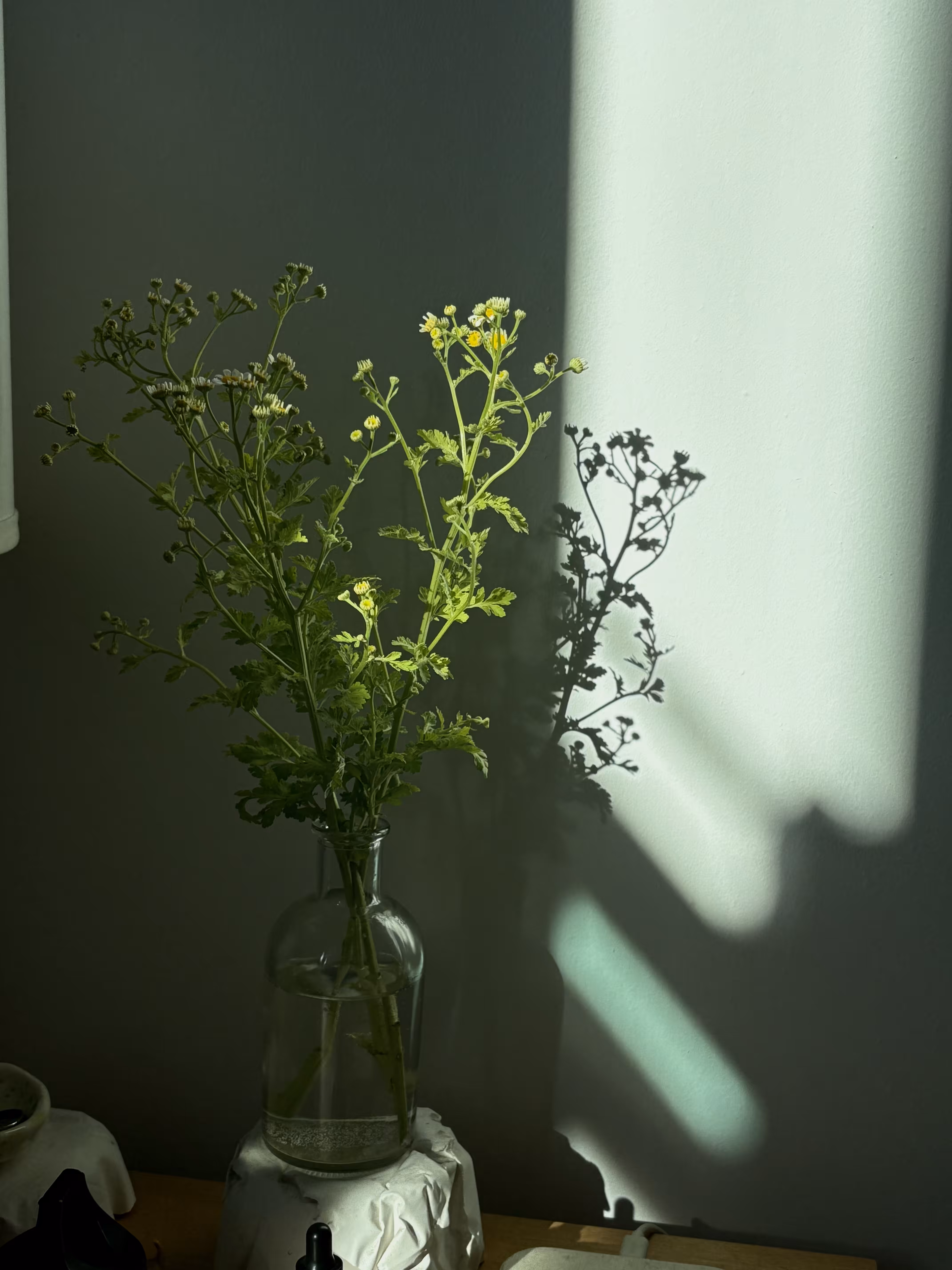 🍃☀️