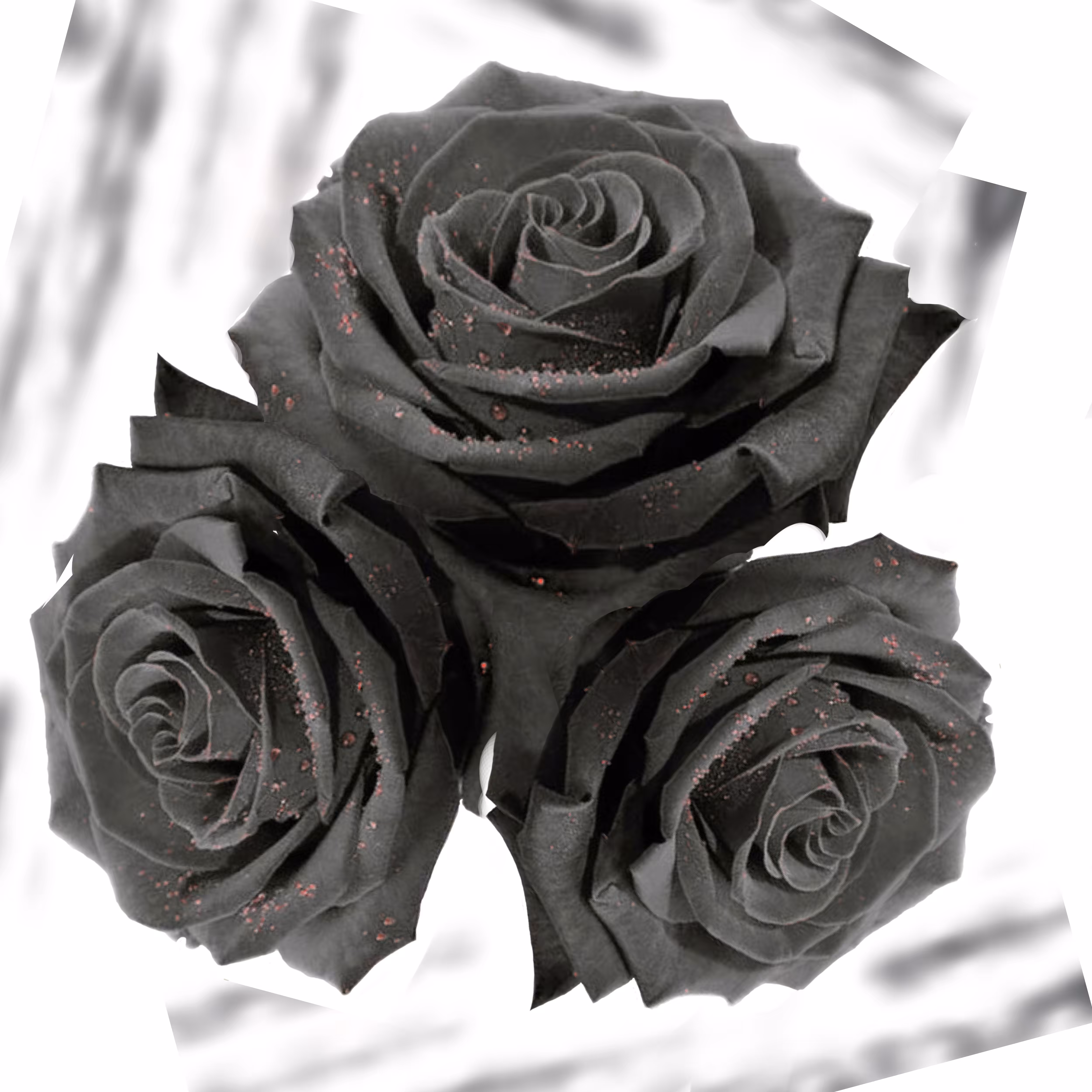 Black Roses