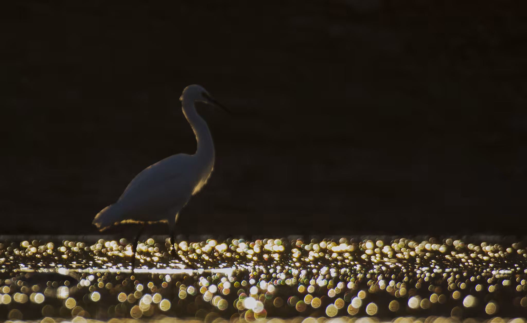 Golden bokeh
