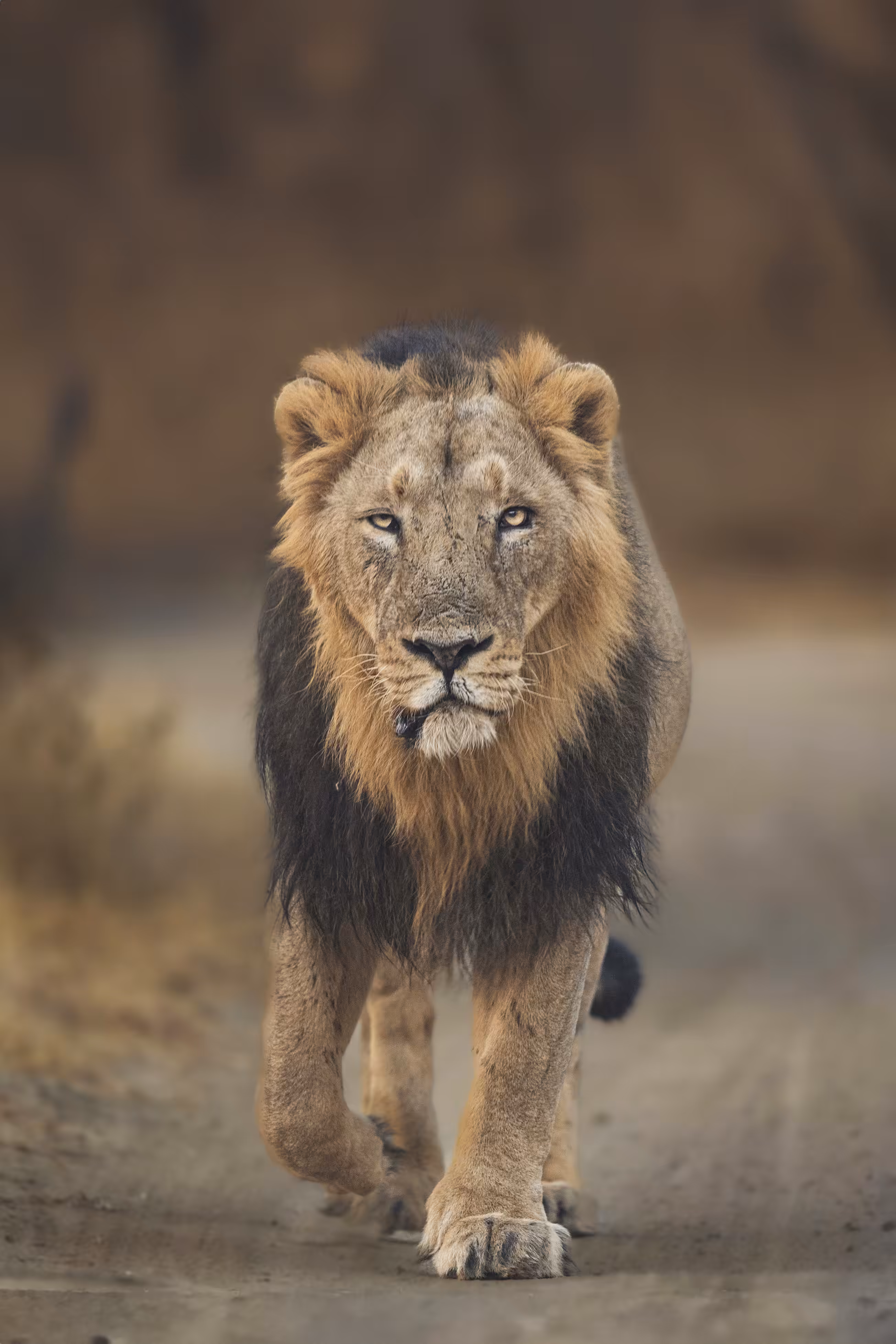 Royal Encounter