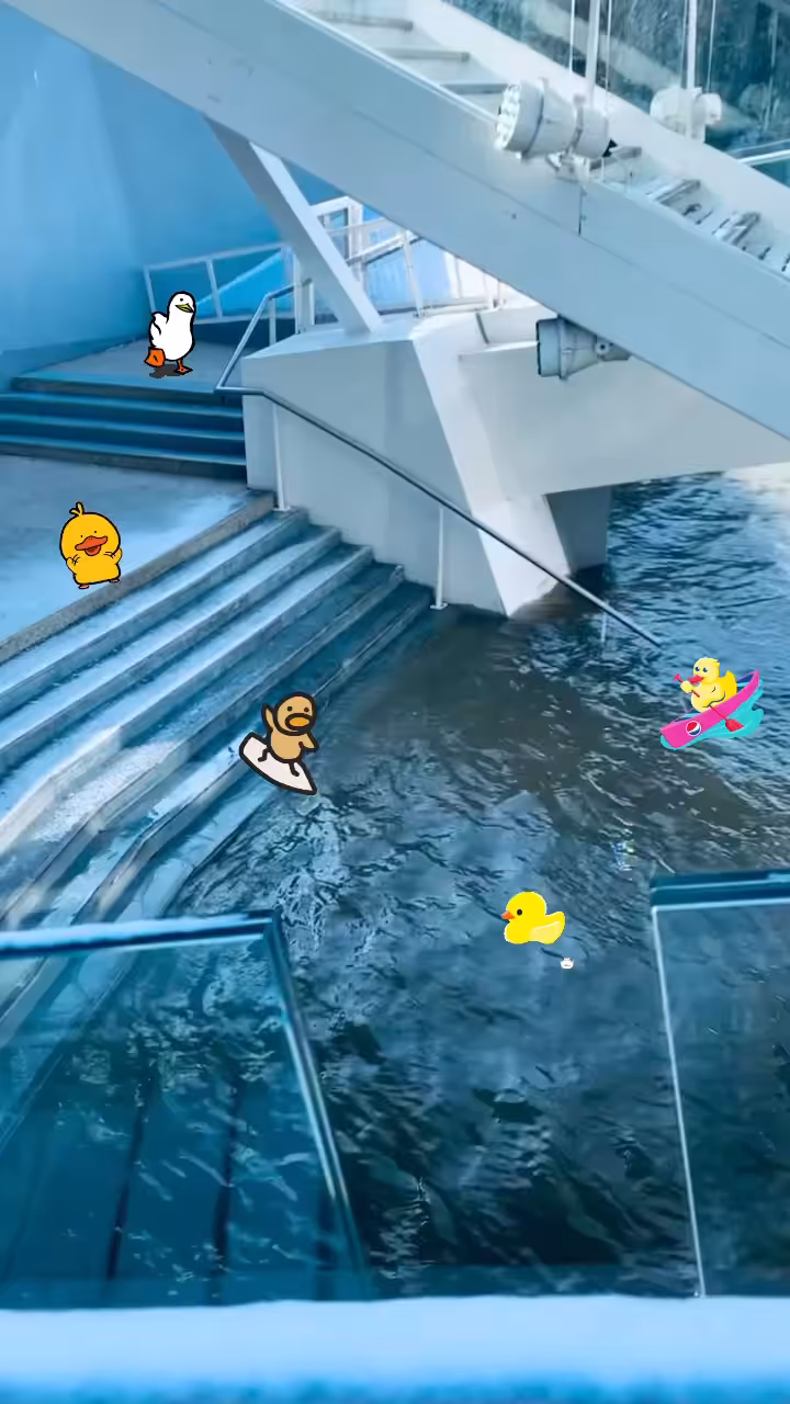 Swimming ducks