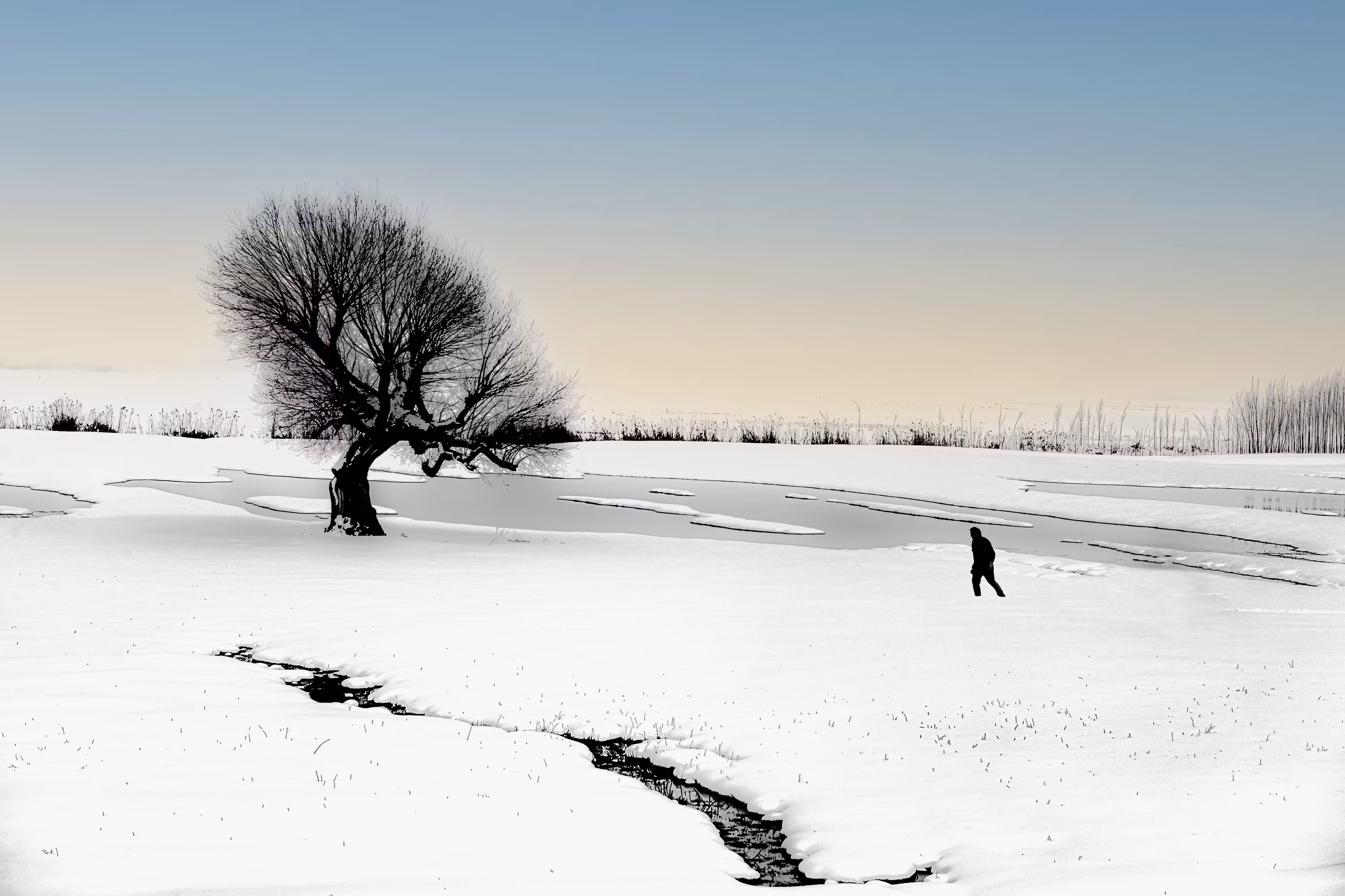 tree and man