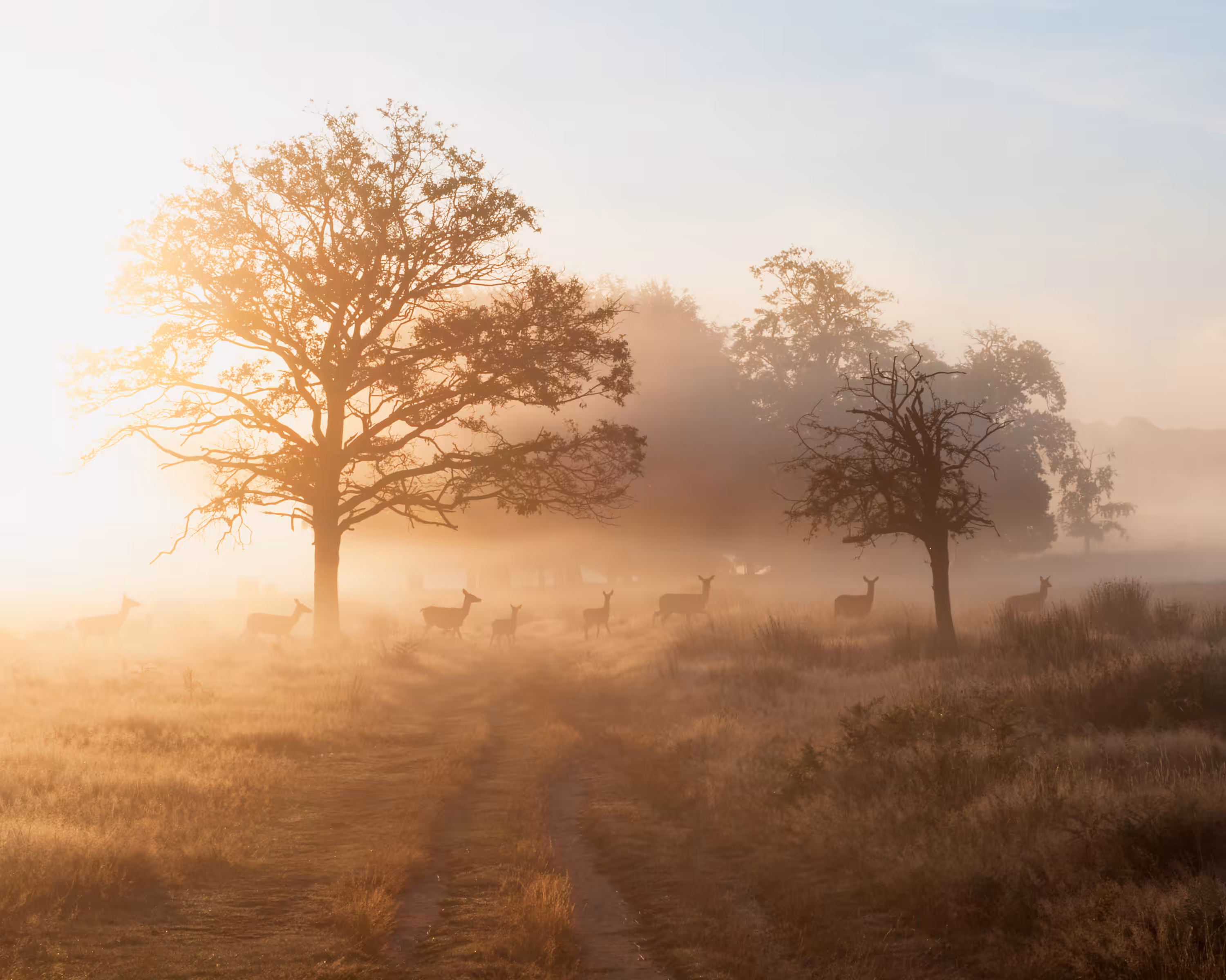 Deer Crossing