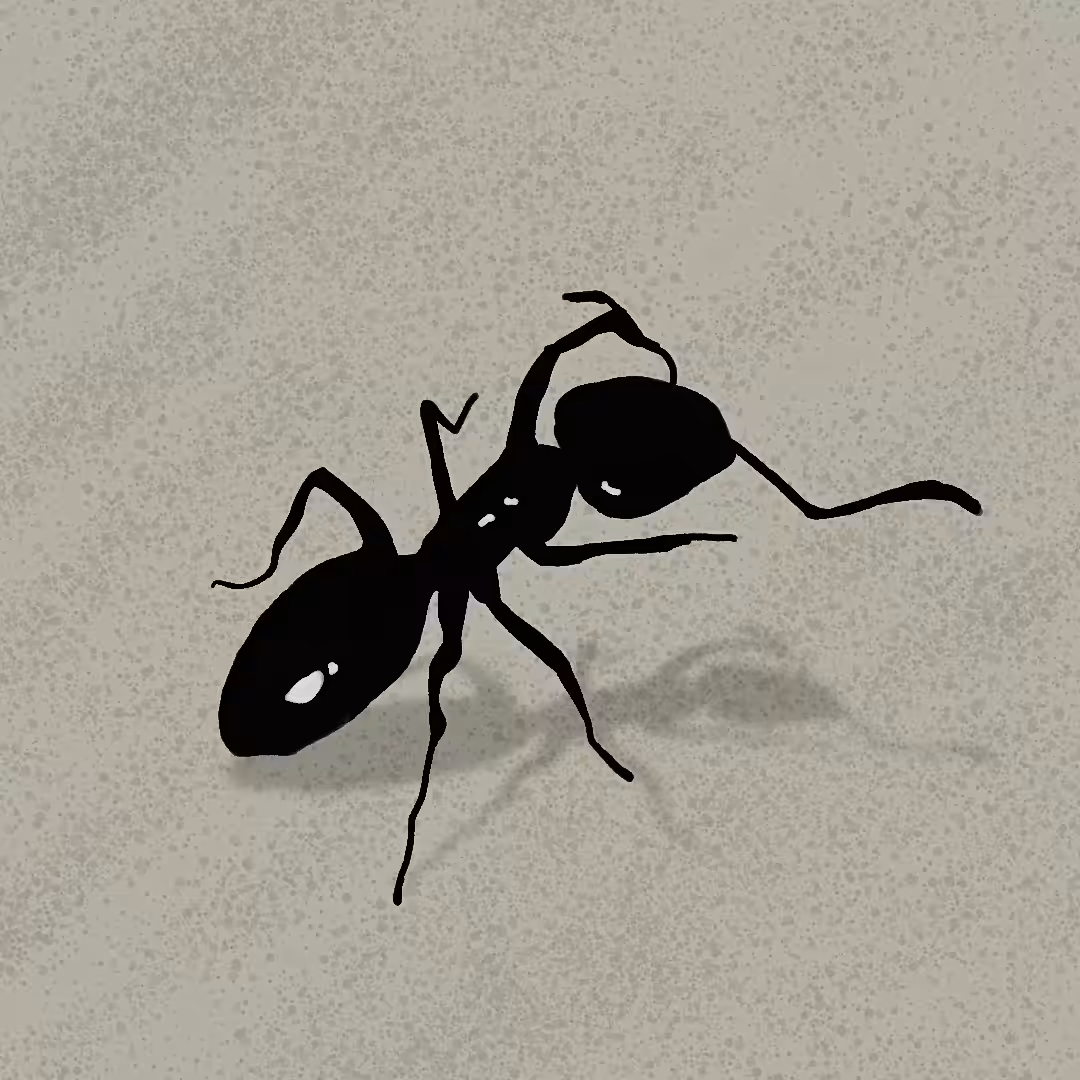 Art Of Abolfazl : An Ant In Macro View