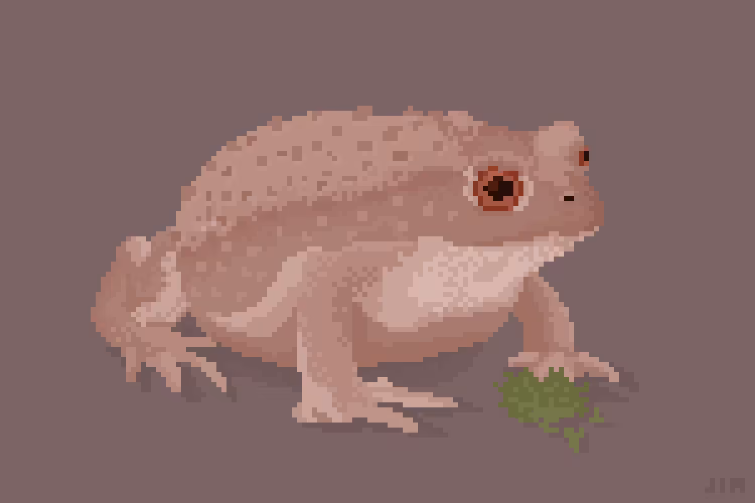Toad