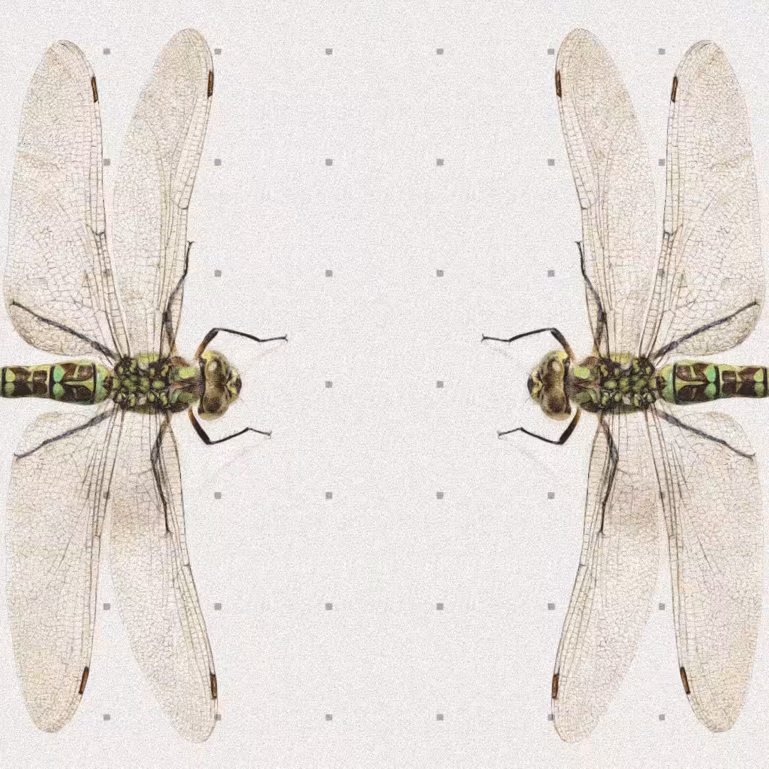 Dragonfly #4