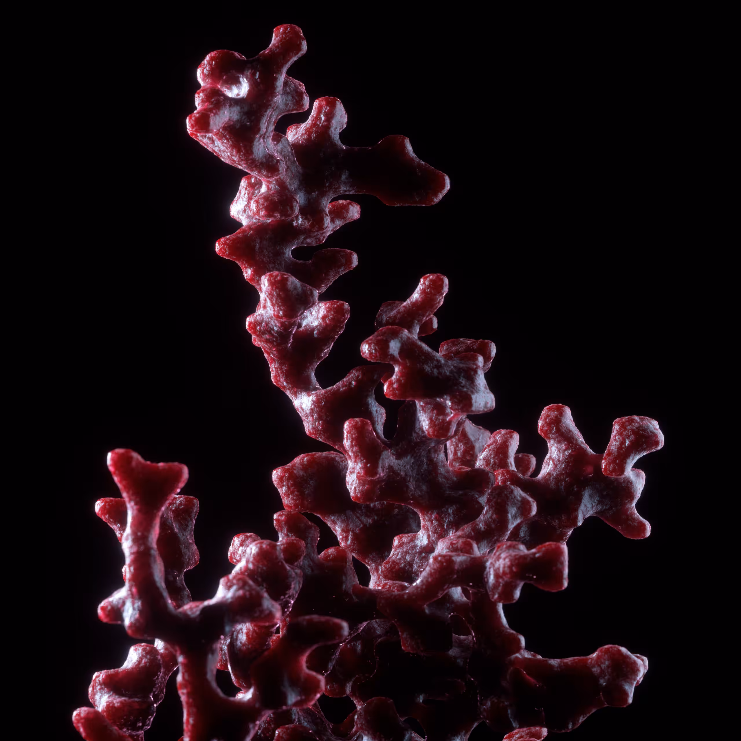 Digital Coral 