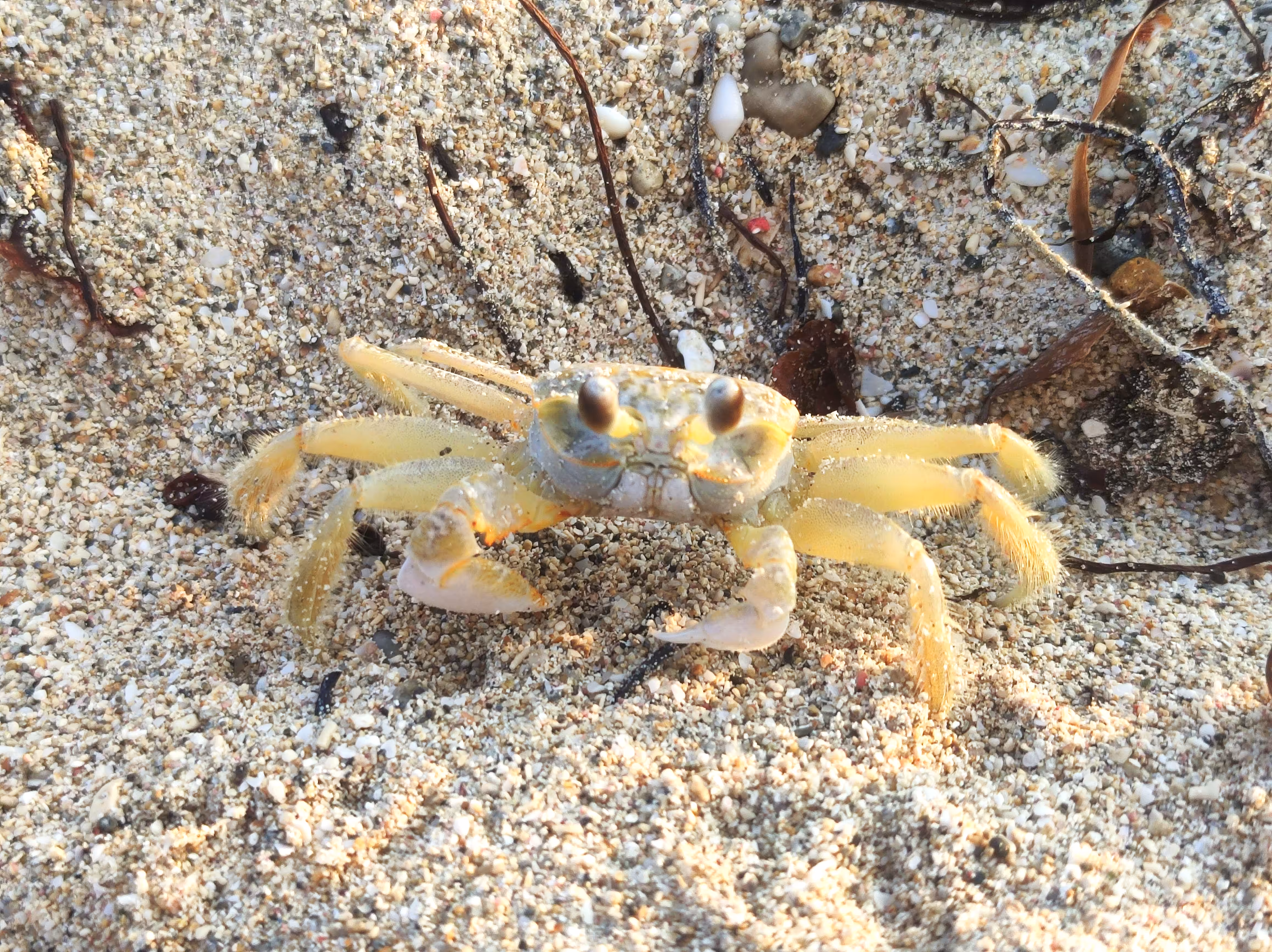 Cuba #15 - Atlantic Ghost Crab