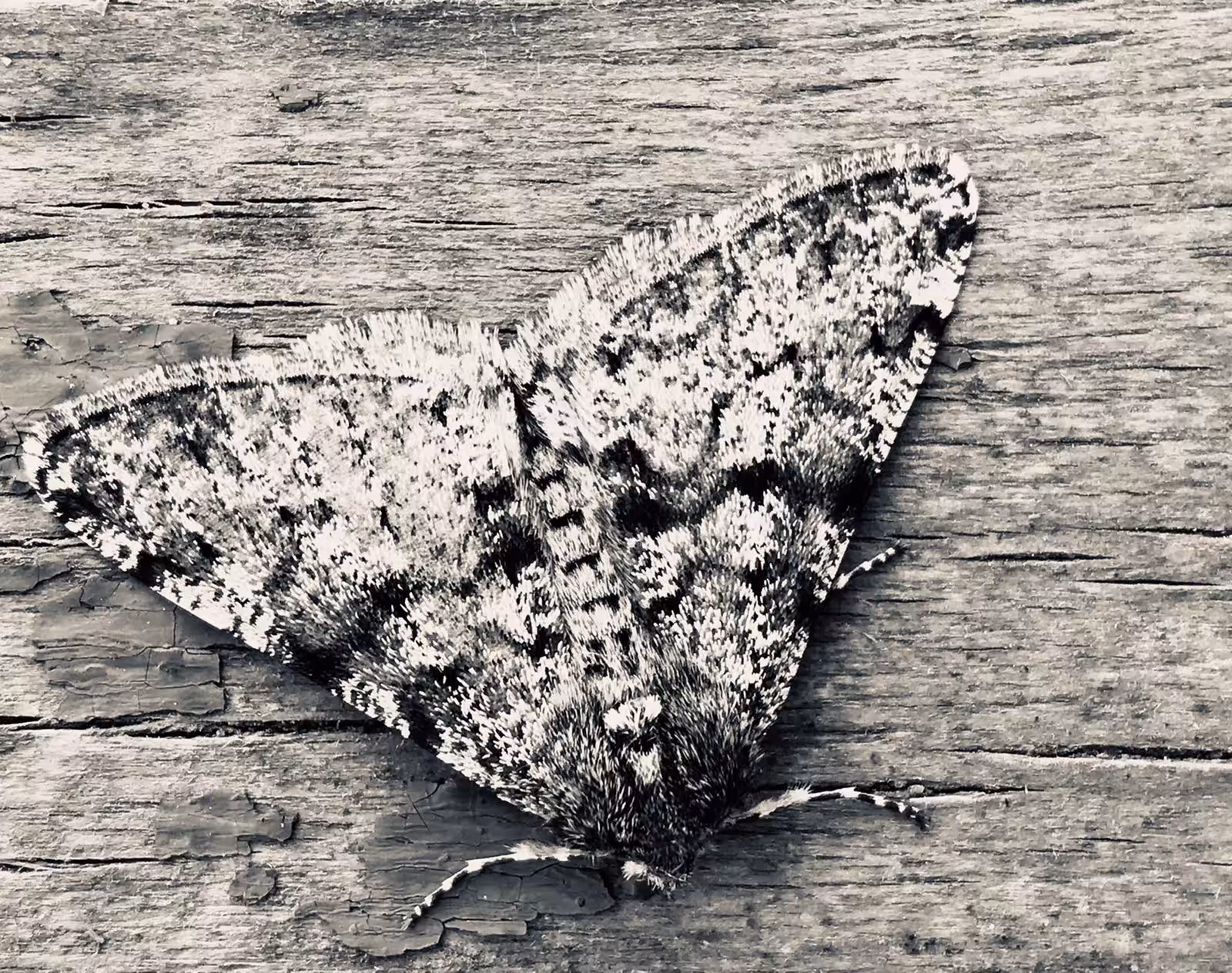 Moth