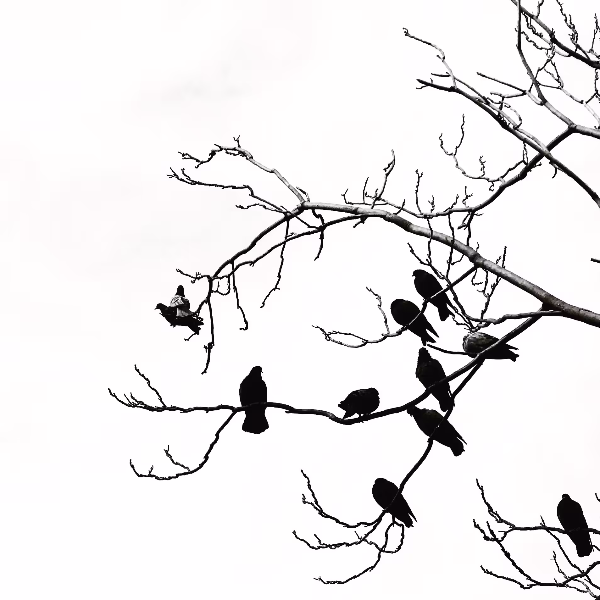 the birds 