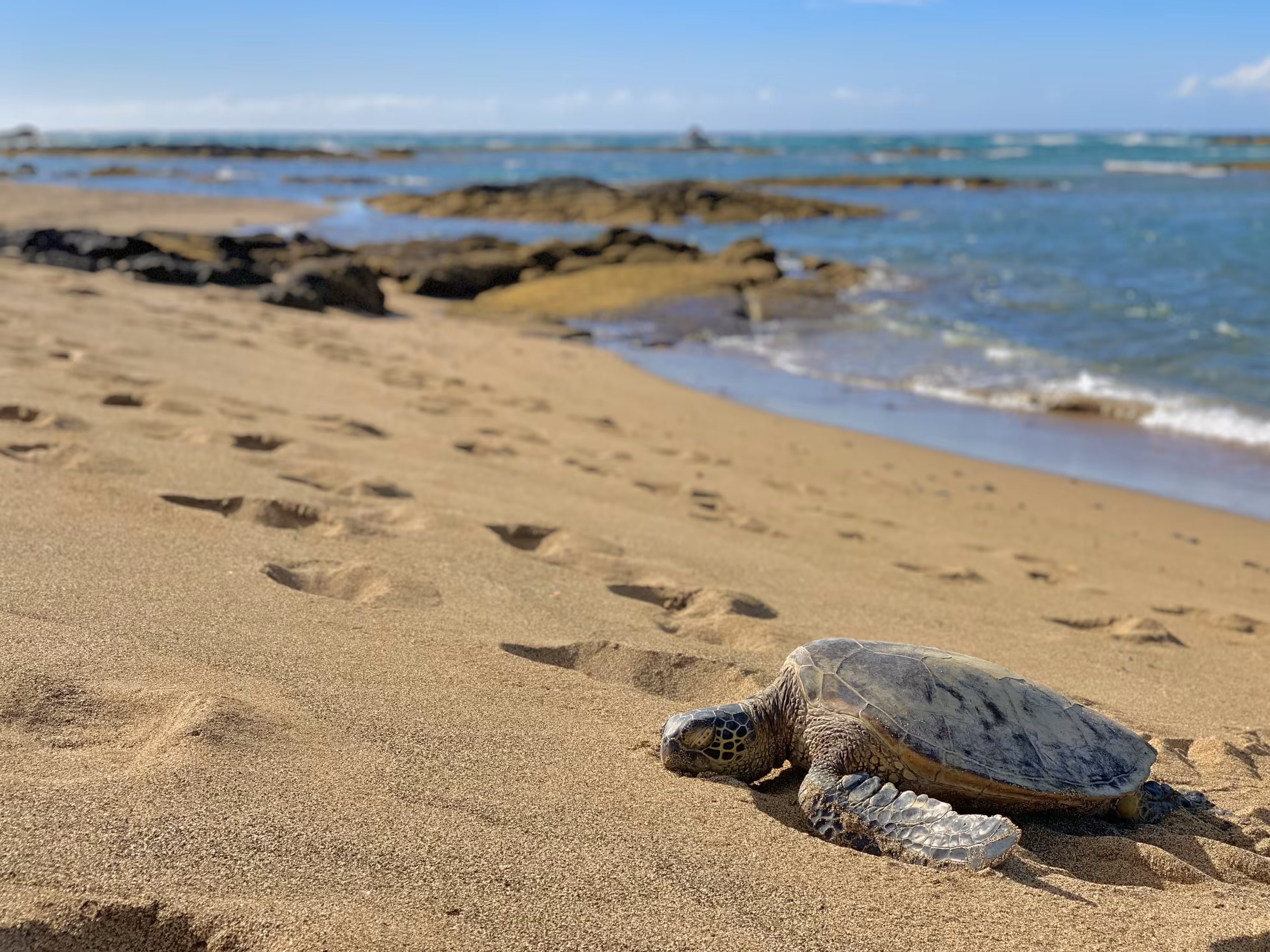 Honu