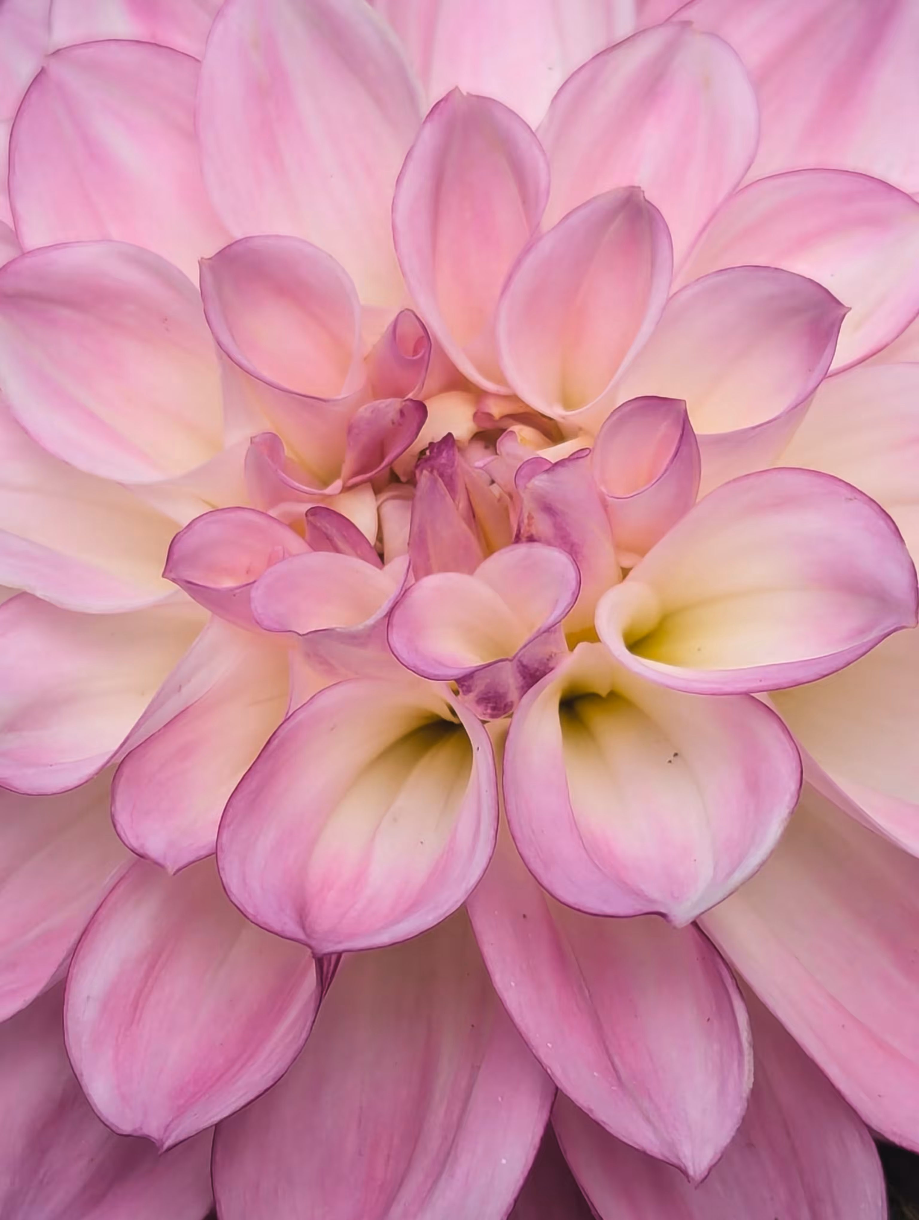 Luke_0x1 Photography : Warm petals