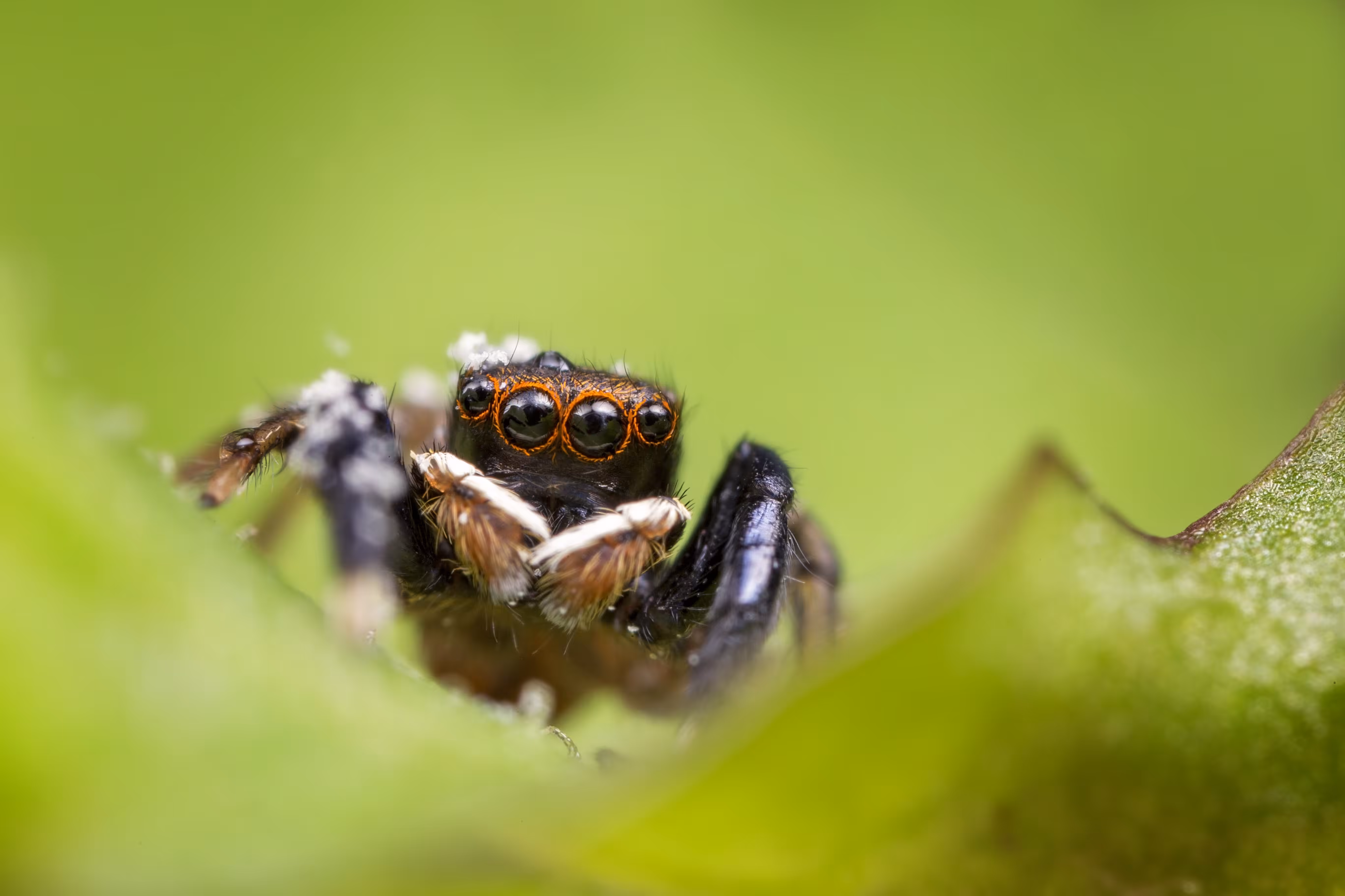 Spring Jumper