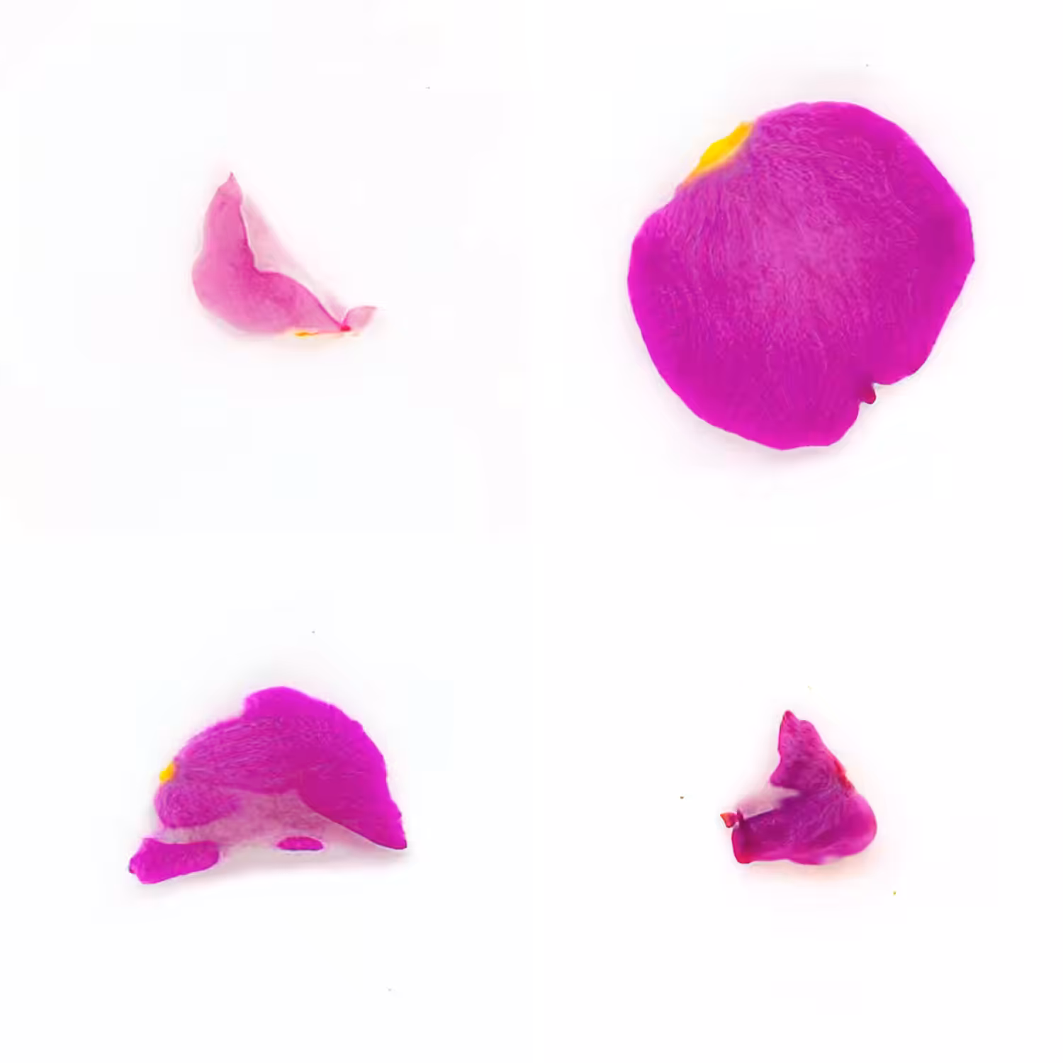 Infinite Petals 2x2#4173