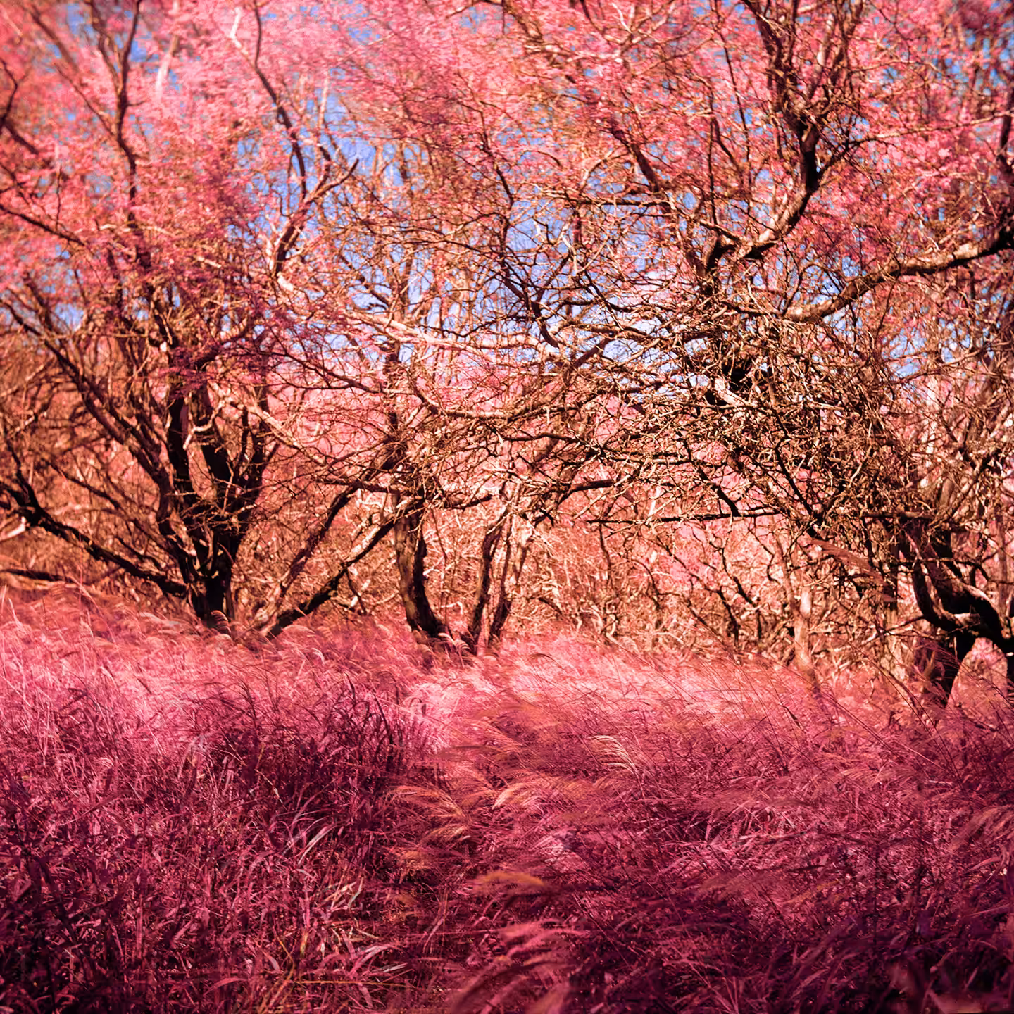 Candyland