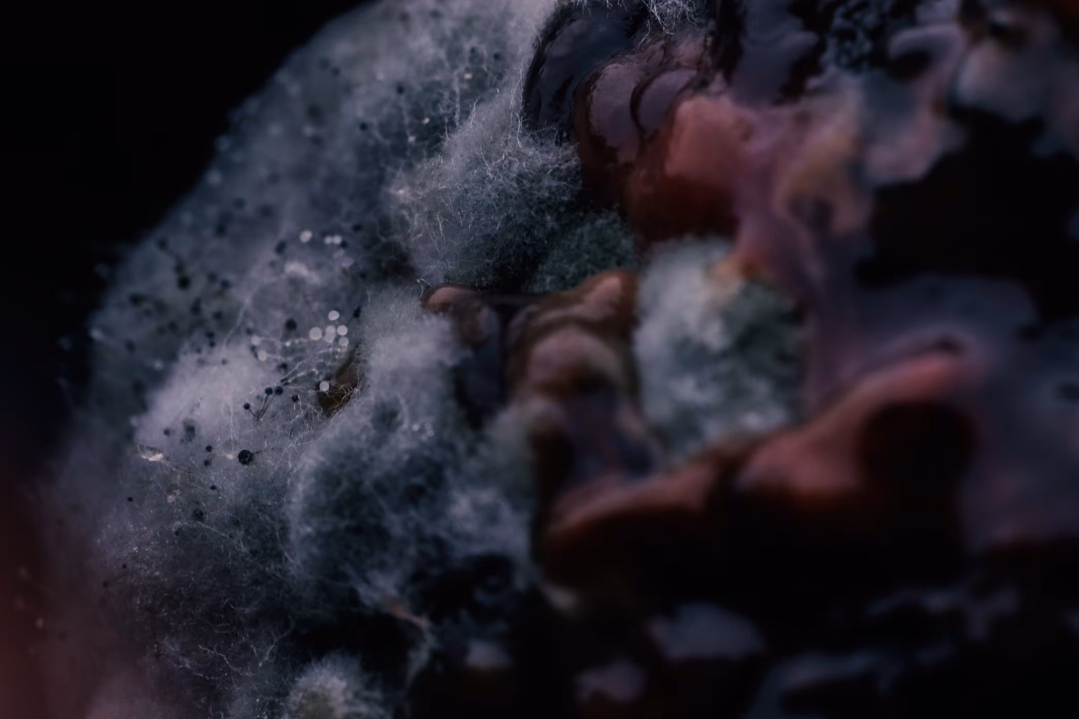 METAPHS #01