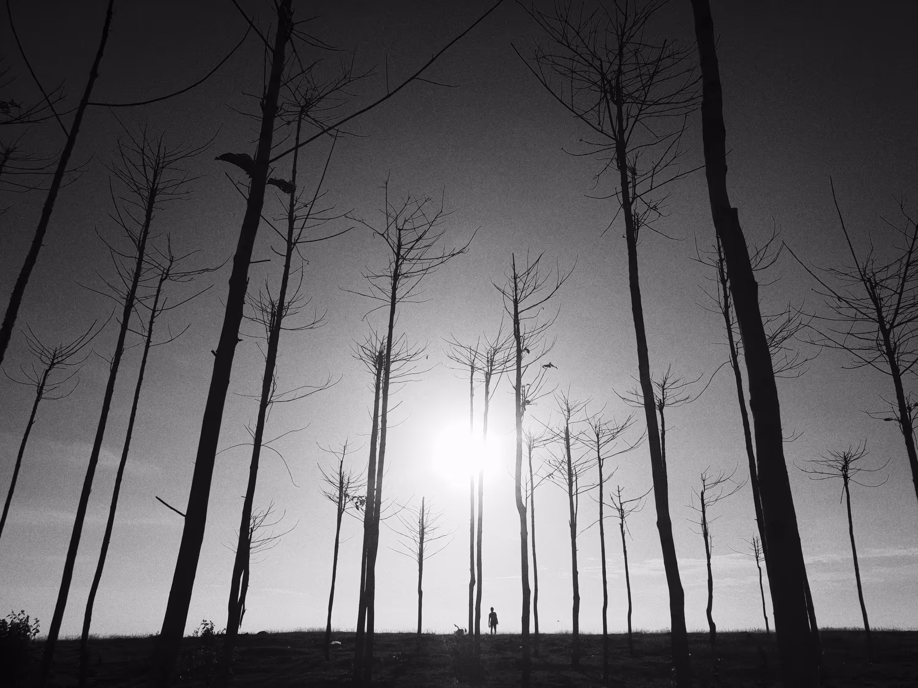 Withering Trees