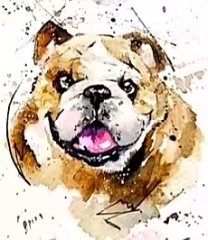 ODs#006 English Bulldog