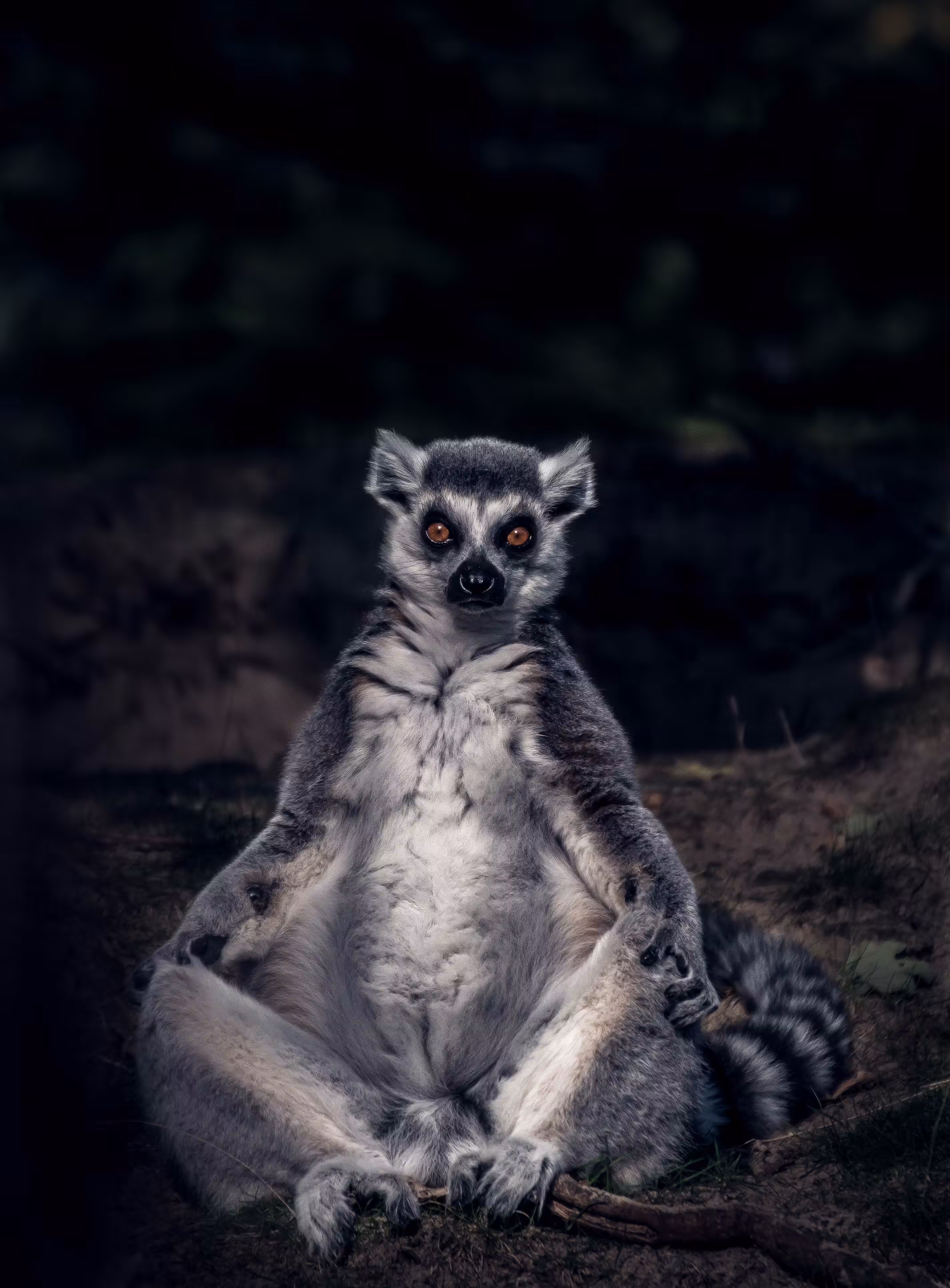 Ring-tailed lemur Portrait