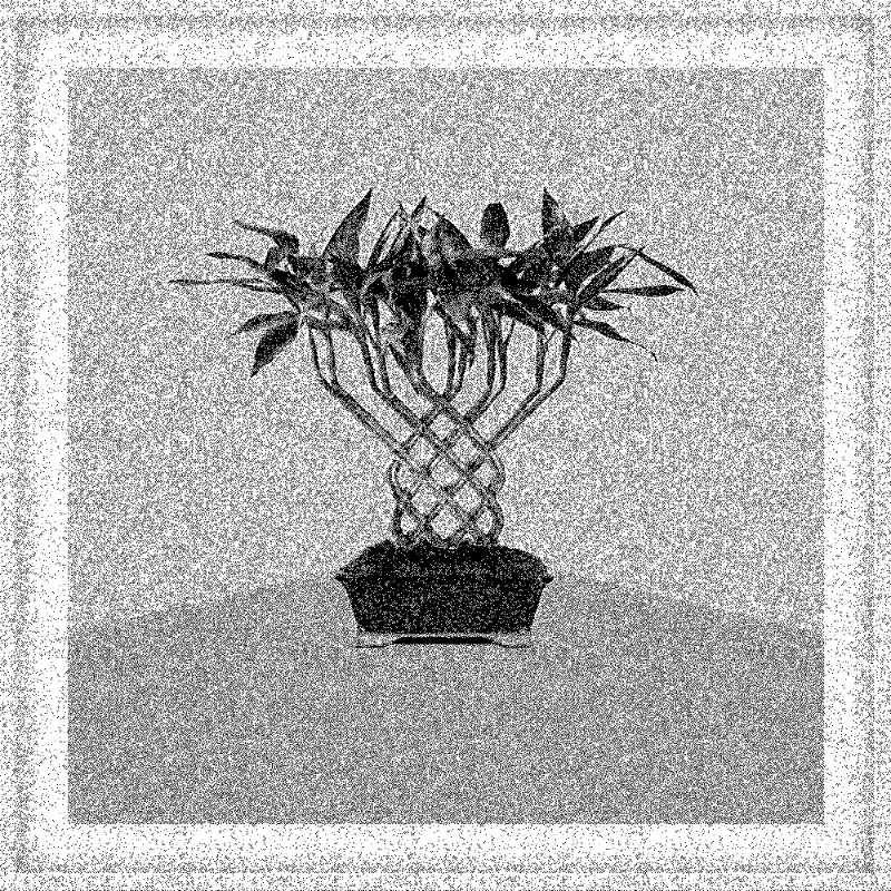 Bonsai Bonanza #606