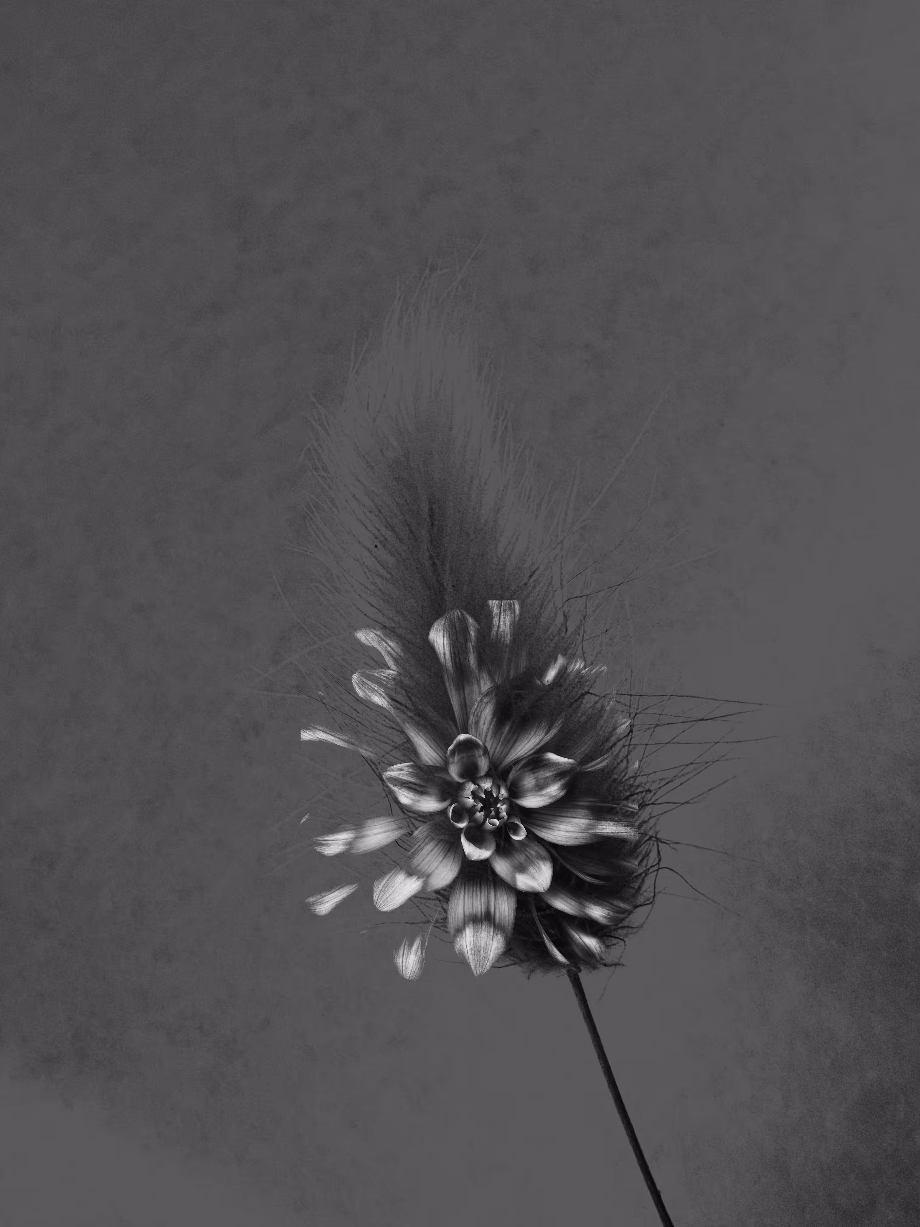 Harmonious Dystopia: 🖤Ghost of My Former Self: Dahlia