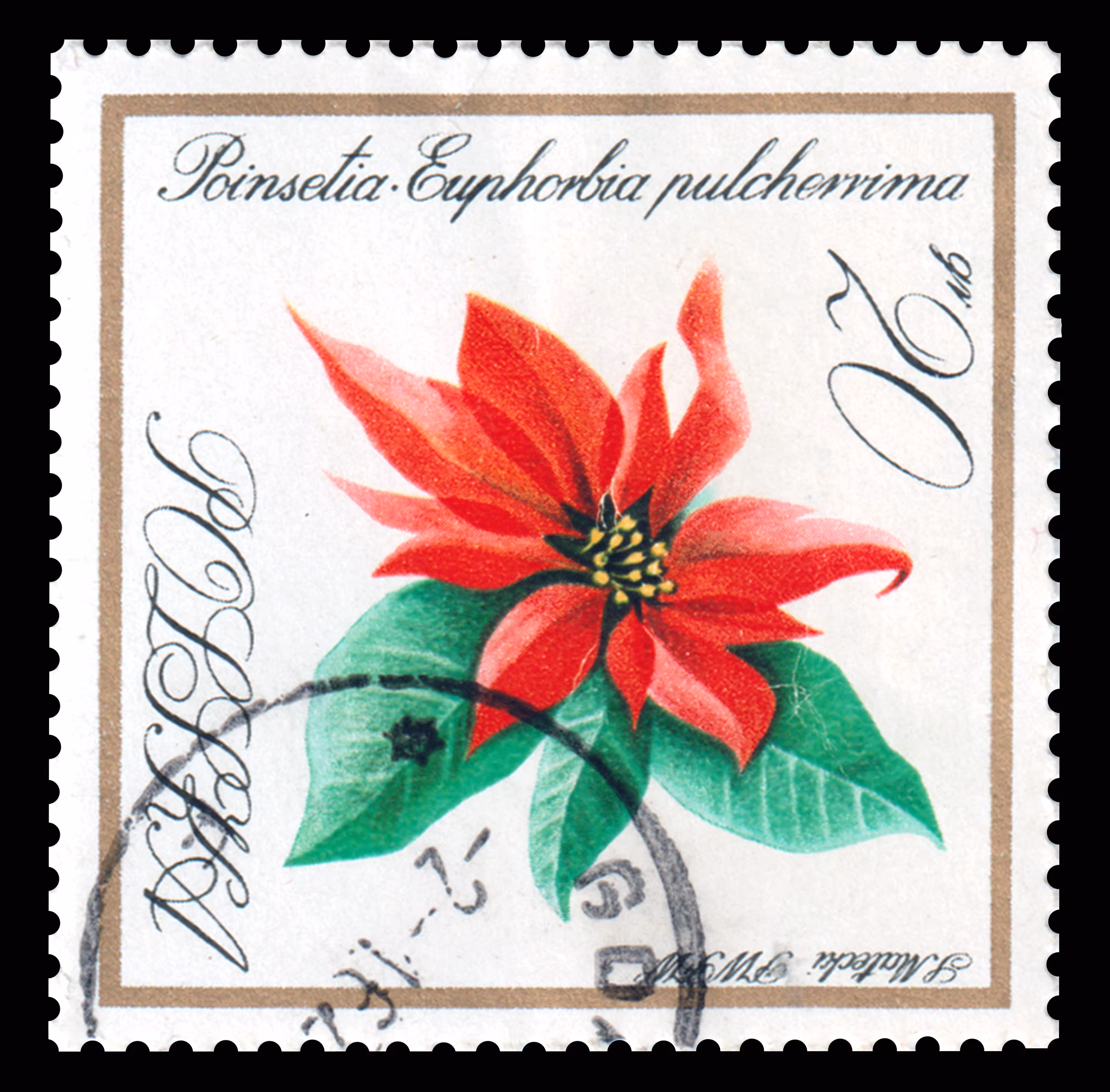 Postage stamp "Poinsettia - Euphorbia pulcherrima ". Polska. 1966. 20 gr.