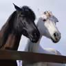 Running Horses