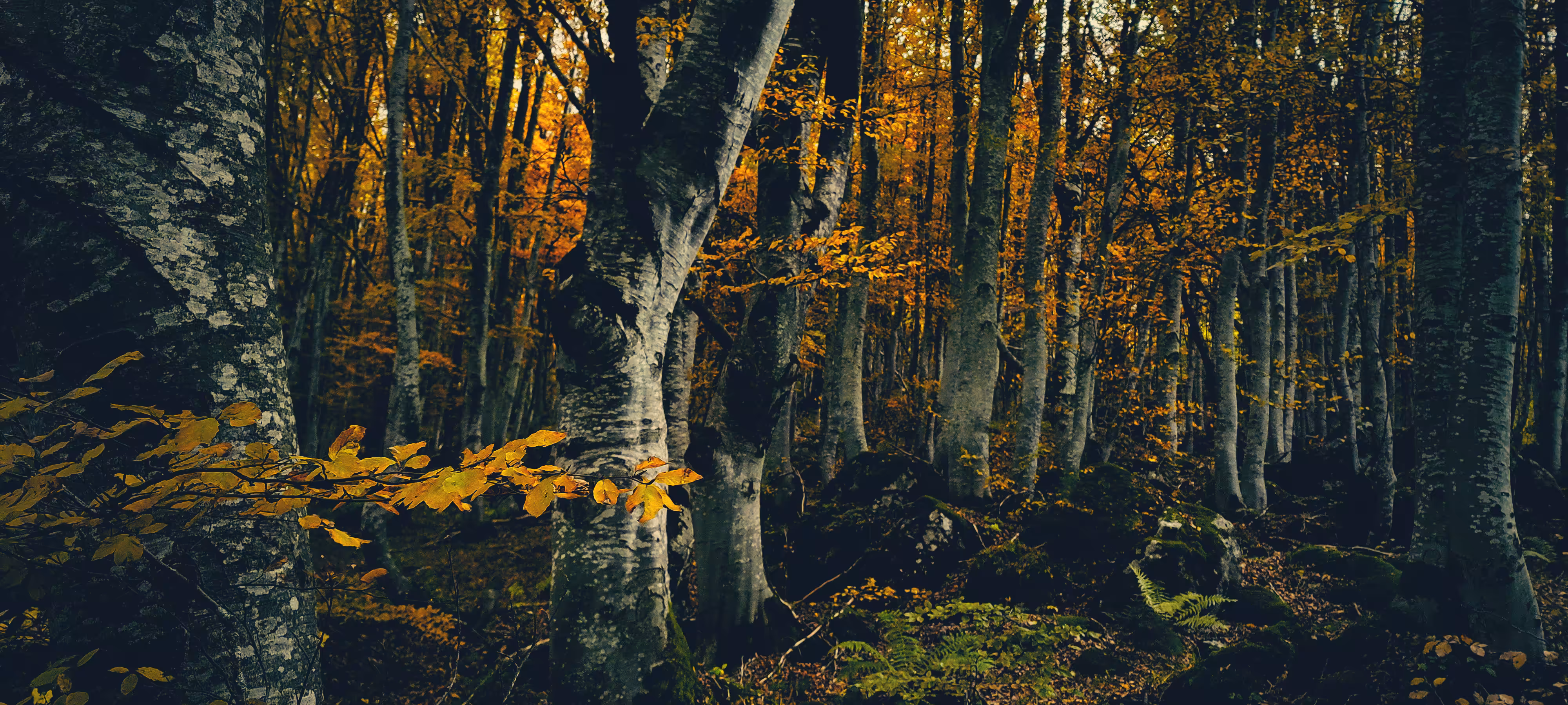 Golden-leaved Woodland