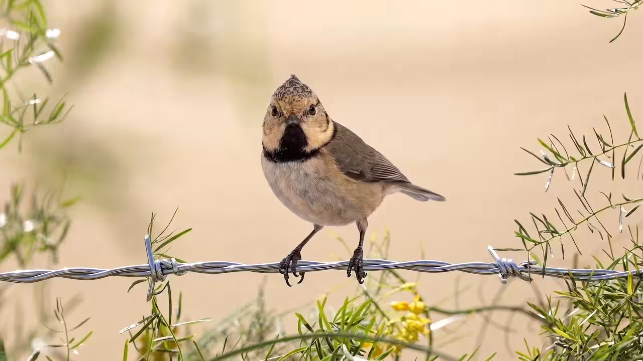 Birds Observations: Waffle, In the Tangle