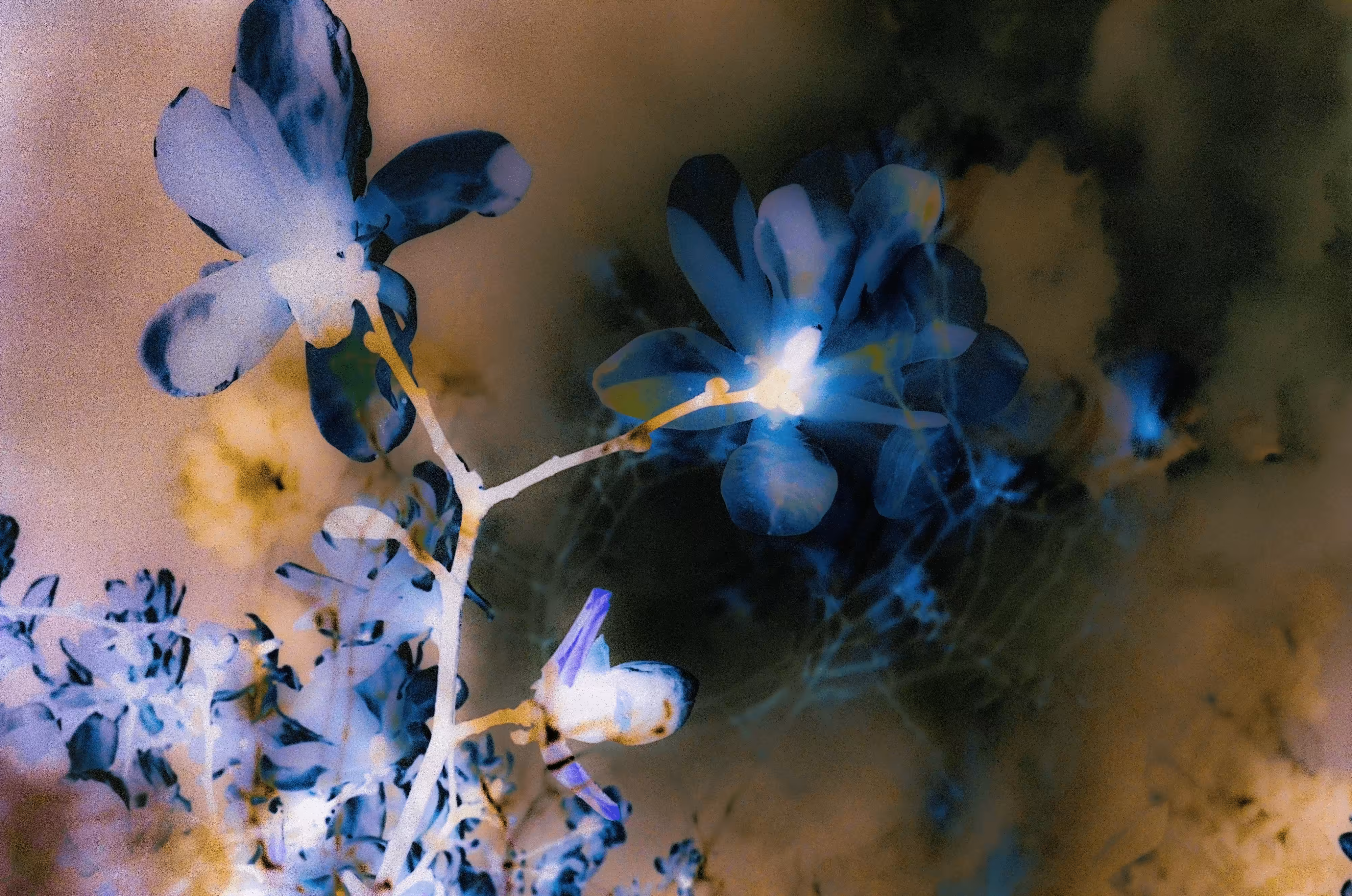 blue magnolia