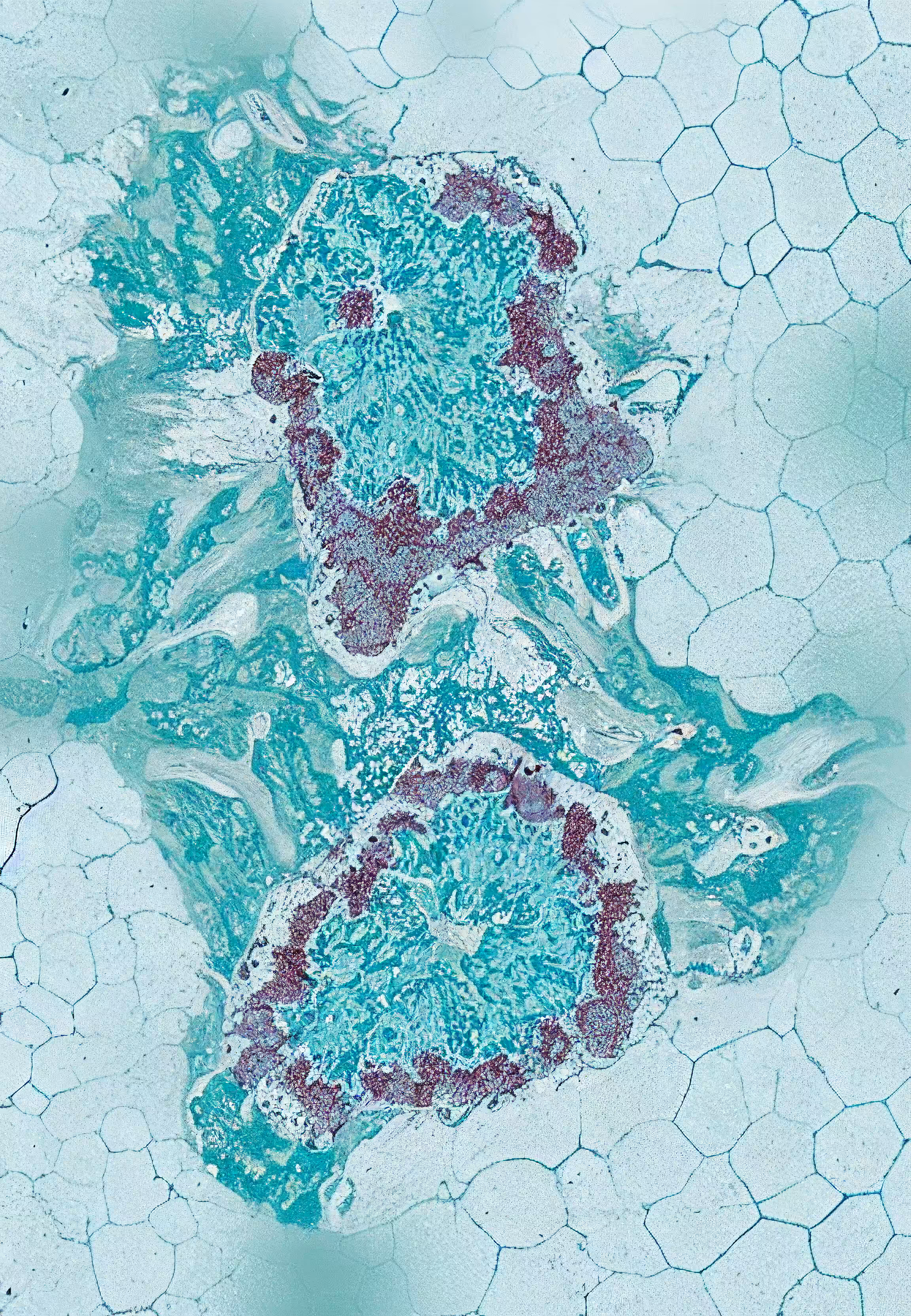 Histologia In Silico #9