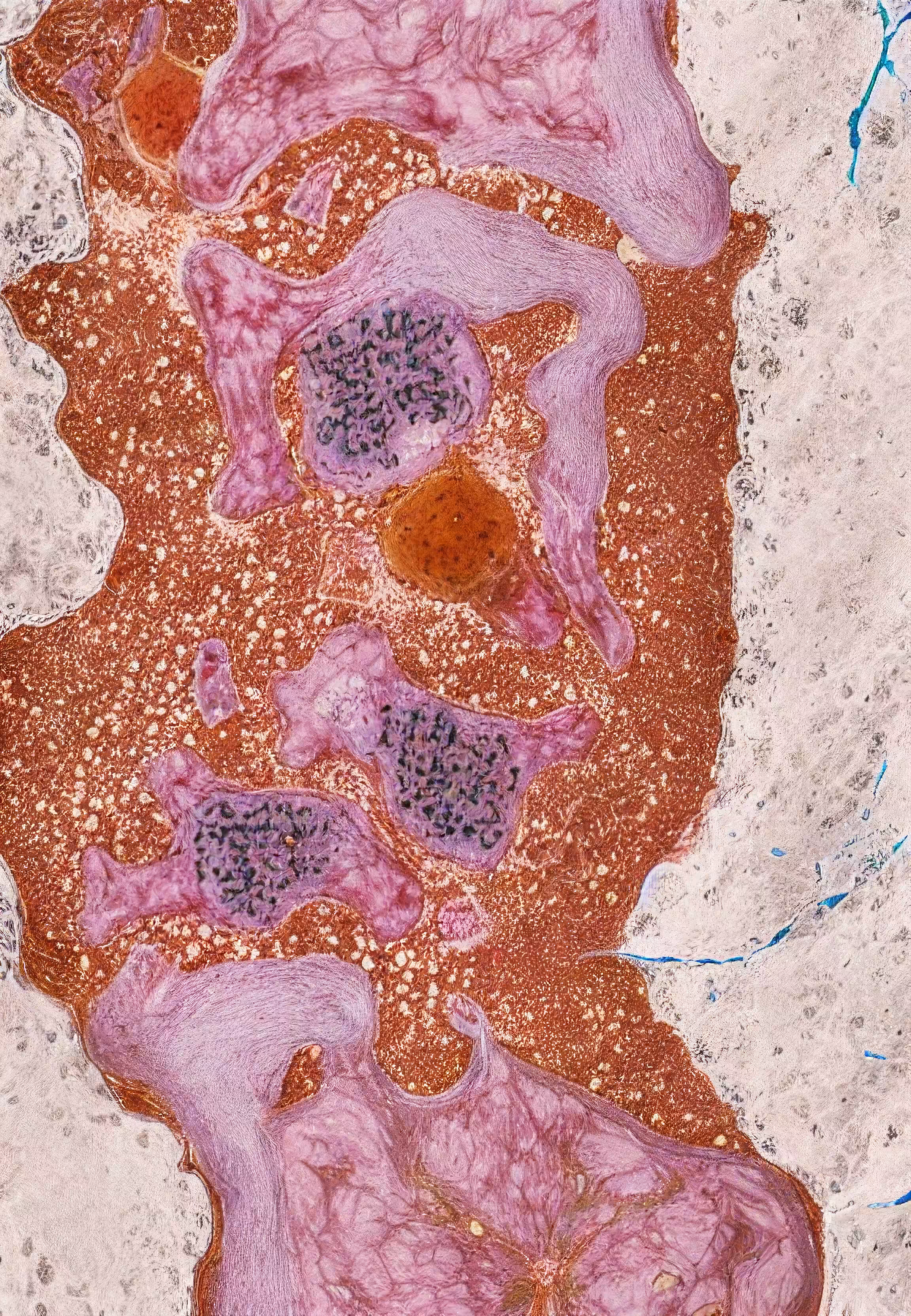 Histologia In Silico #270