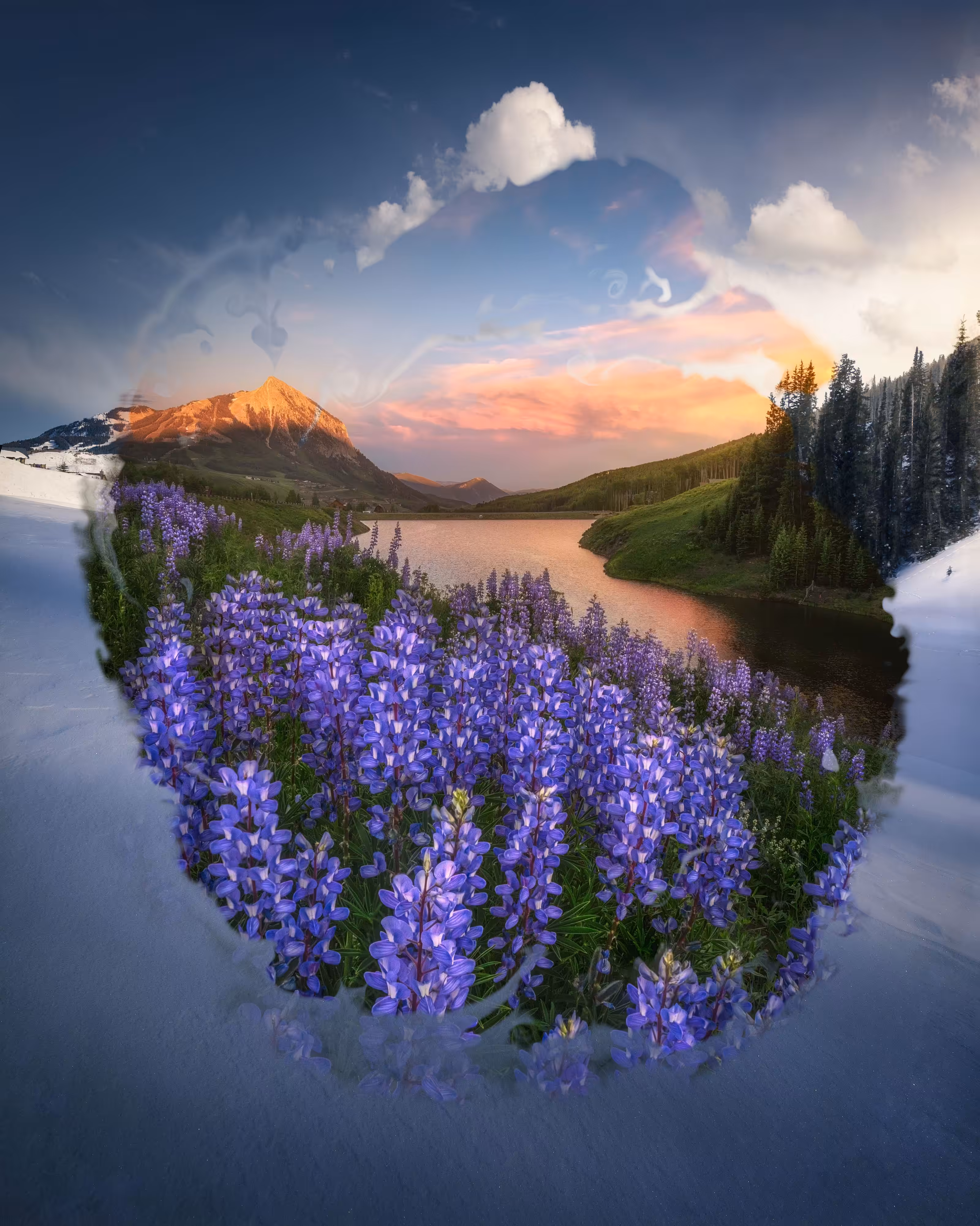 Solstice | Perennial