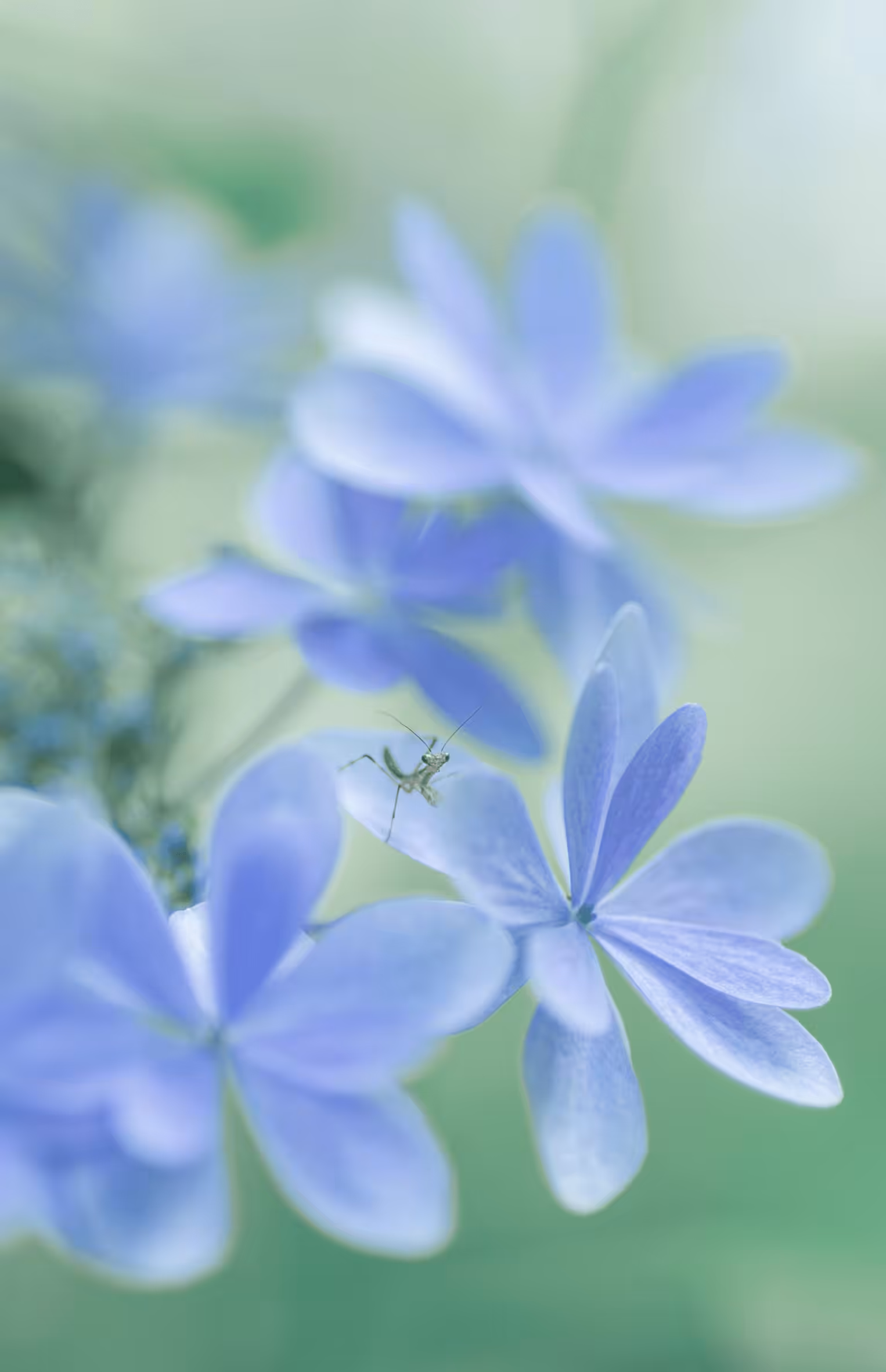Hydrangea#3