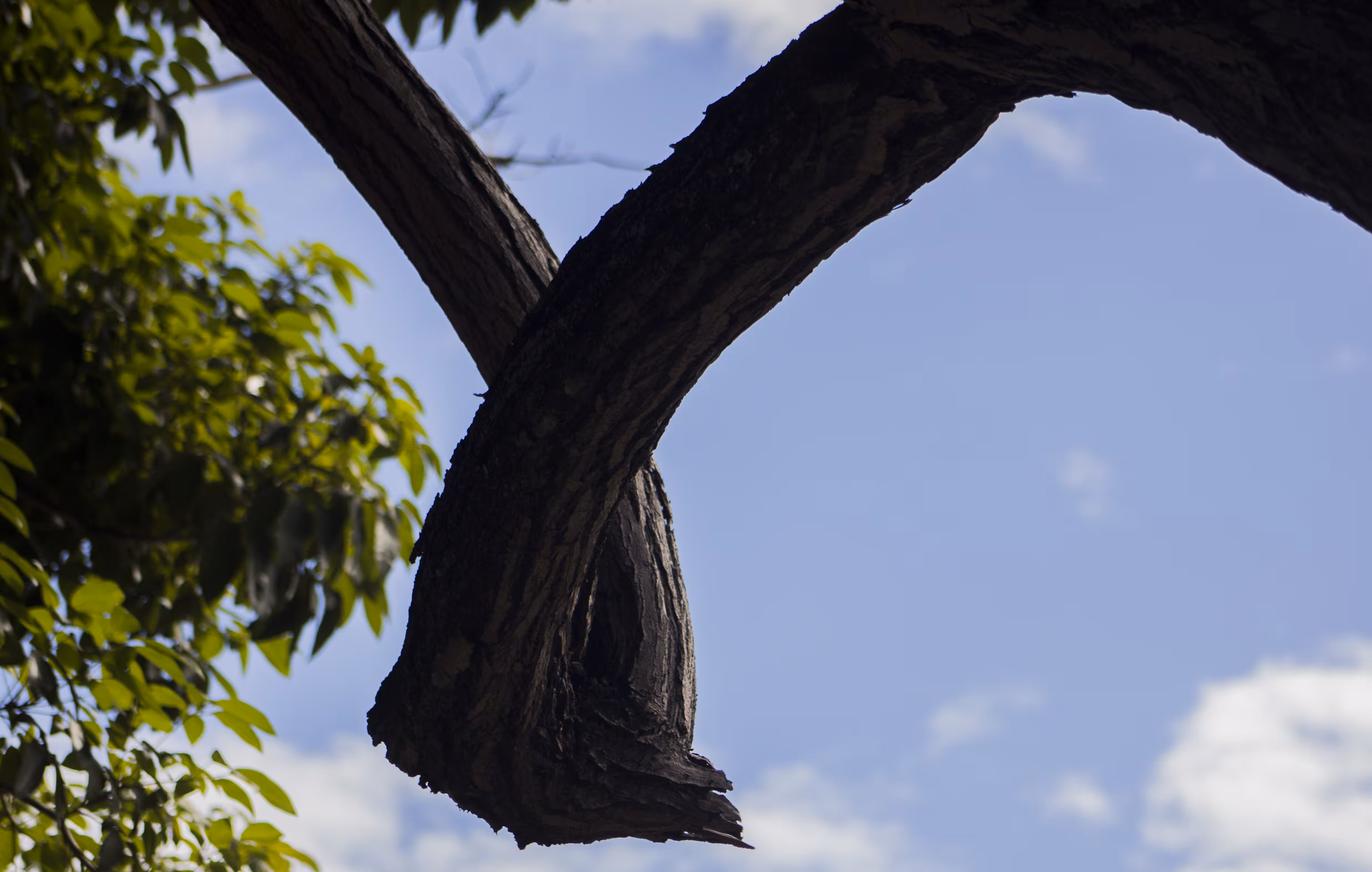 Taken from the branch