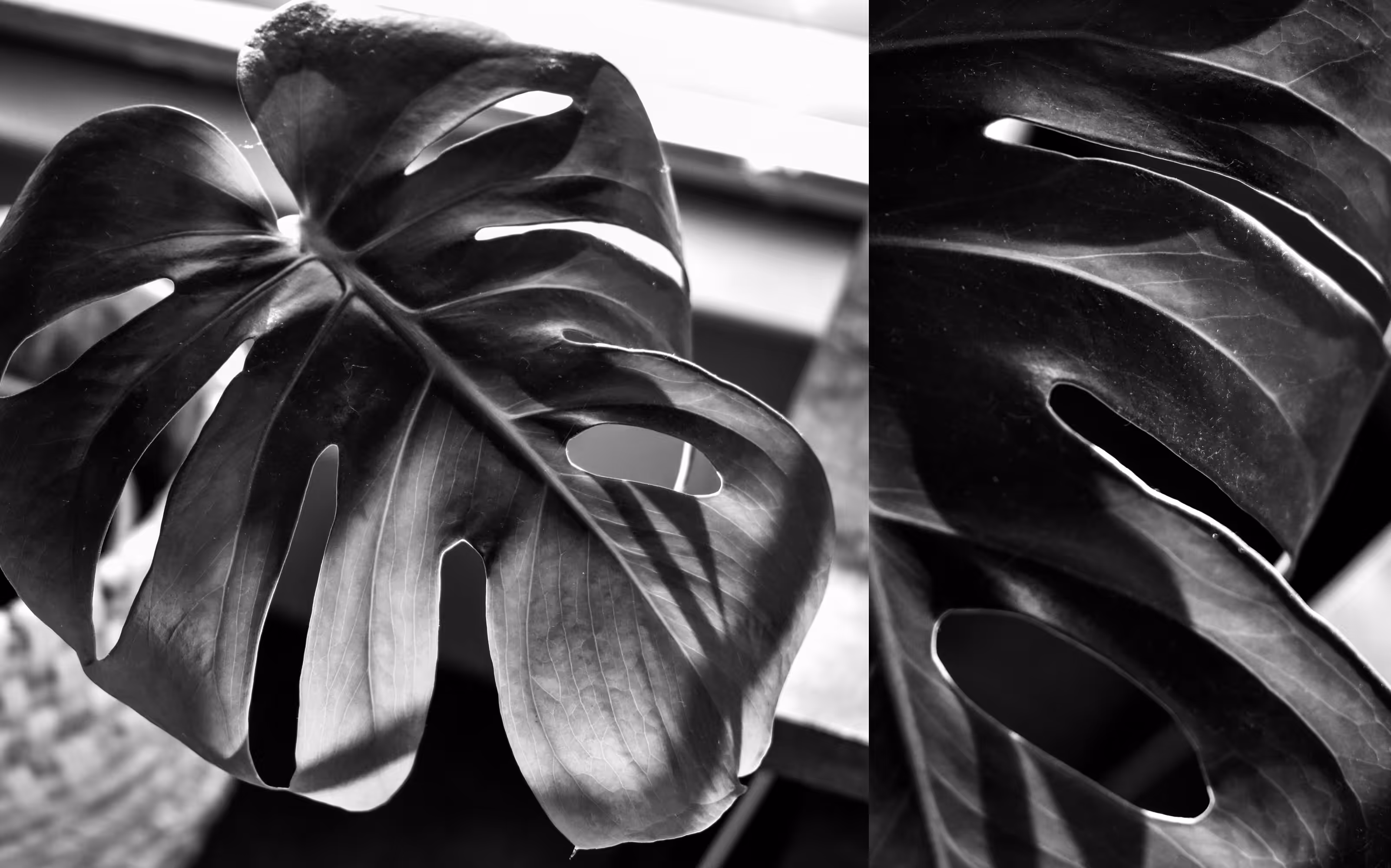 #2 Dusty Leaf