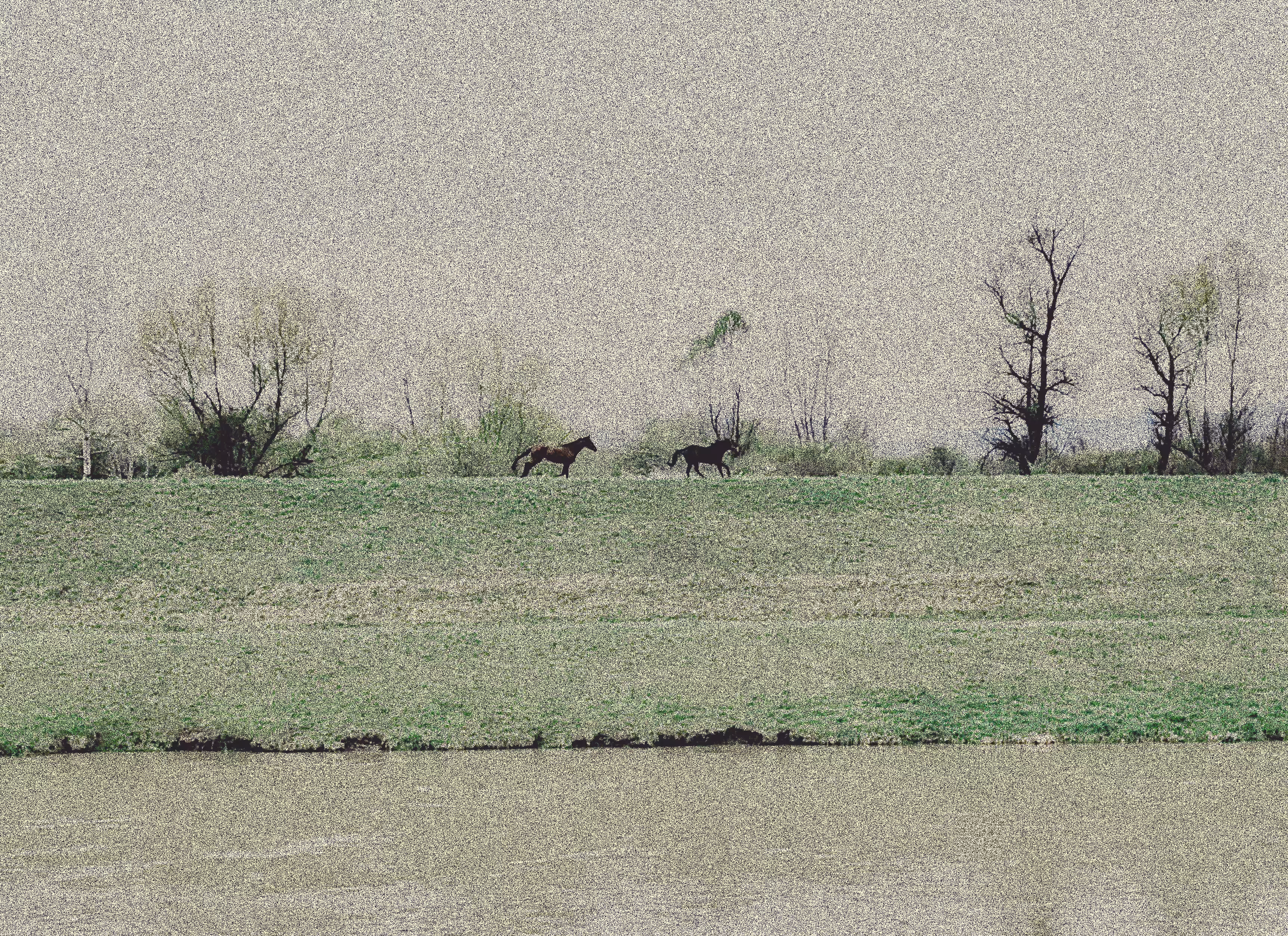 Horses