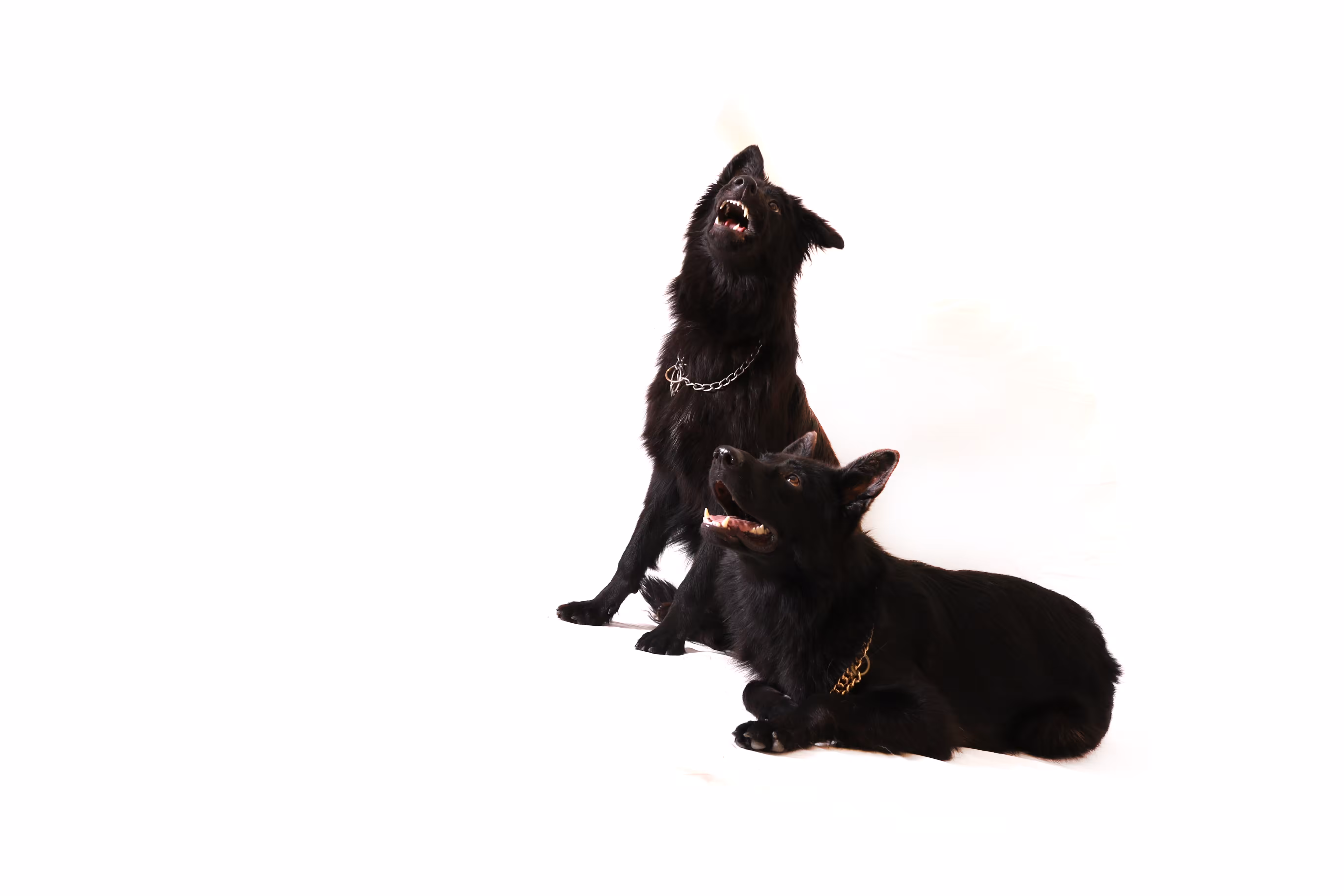 Dog style inside