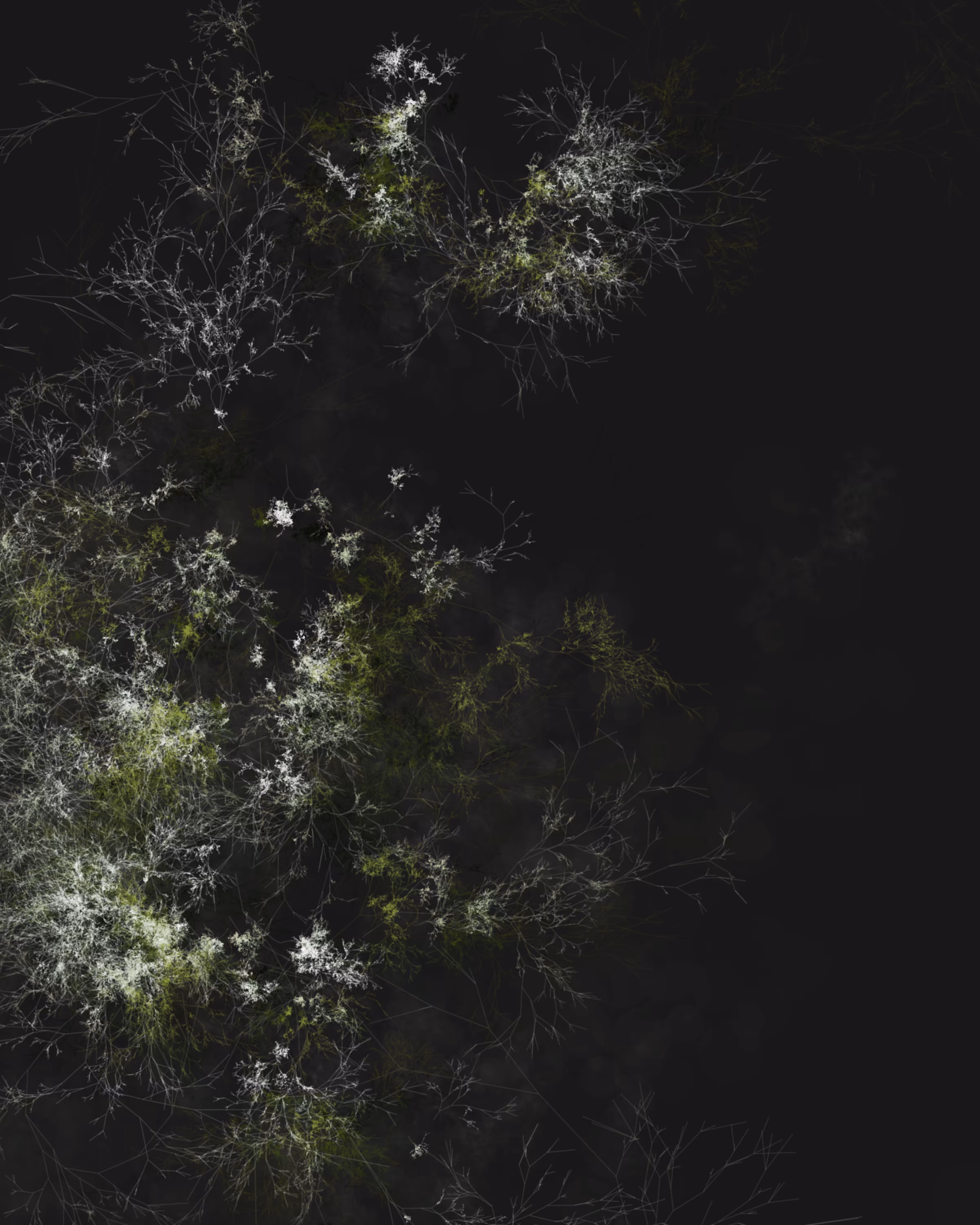 Branches