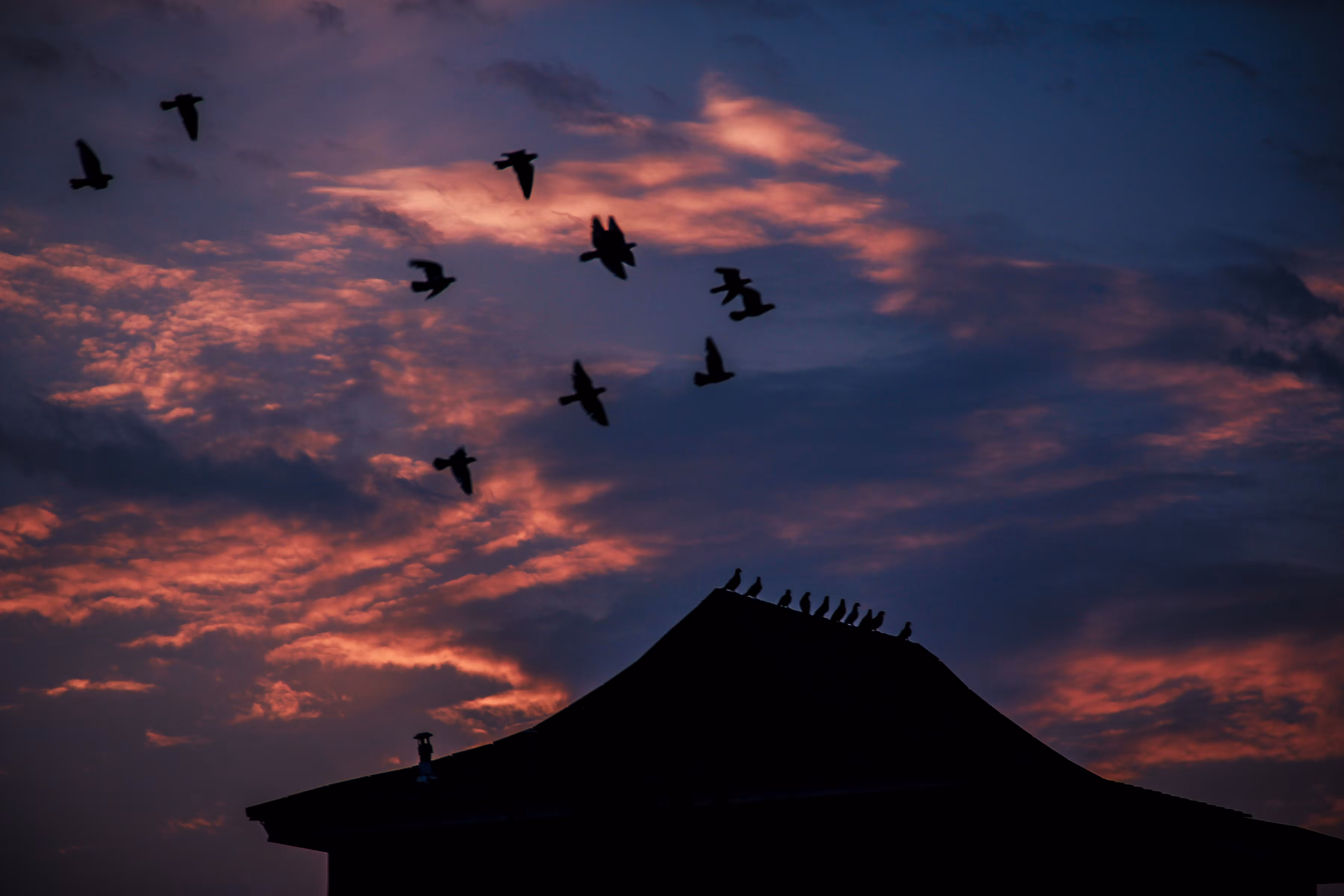Tale of flight